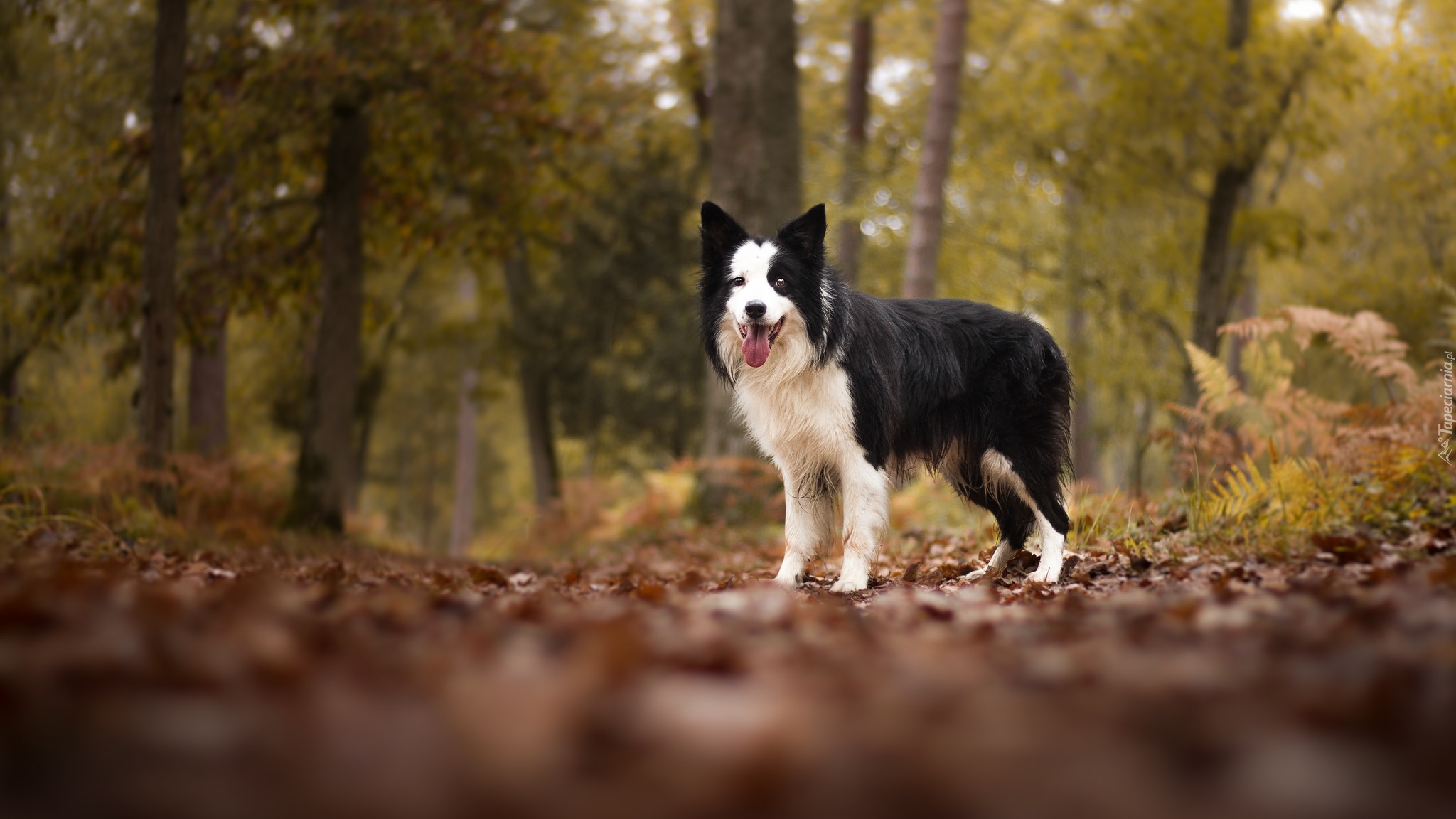 Pies, Border collie, Las, Drzewa, Liście