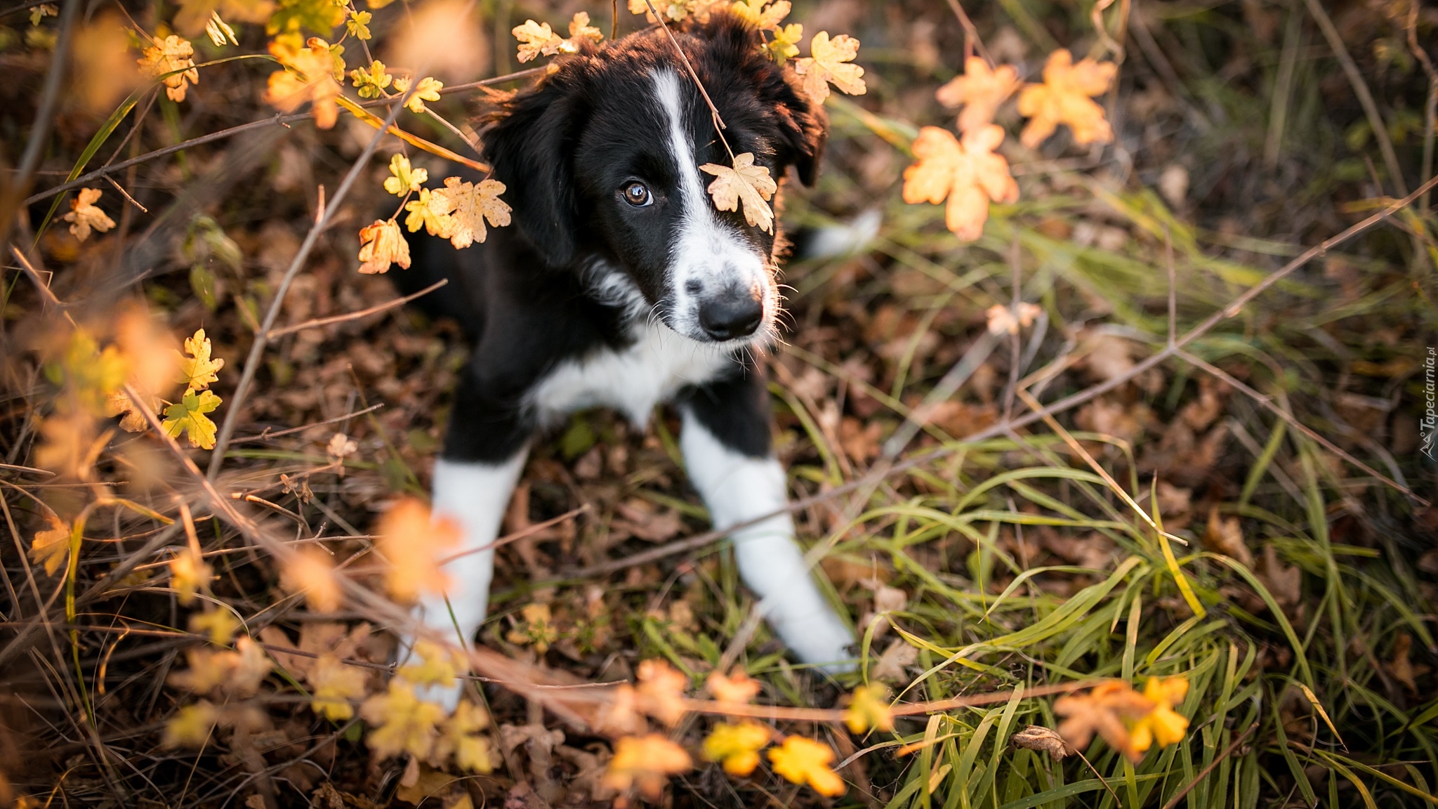 Szczeniak, Border collie, Listki, Trawa