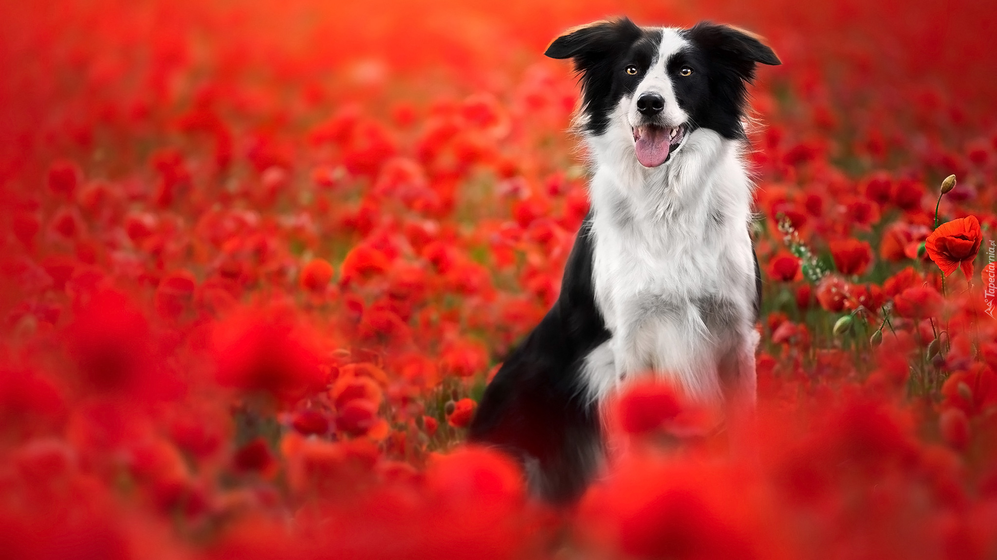 Pies, Border collie, Maki