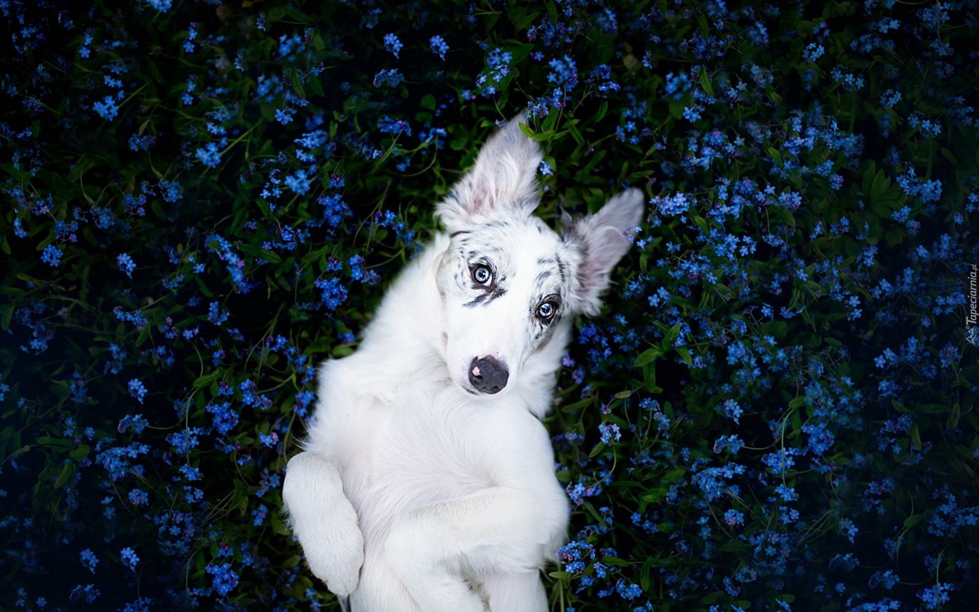 Border collie, Niezapominajki