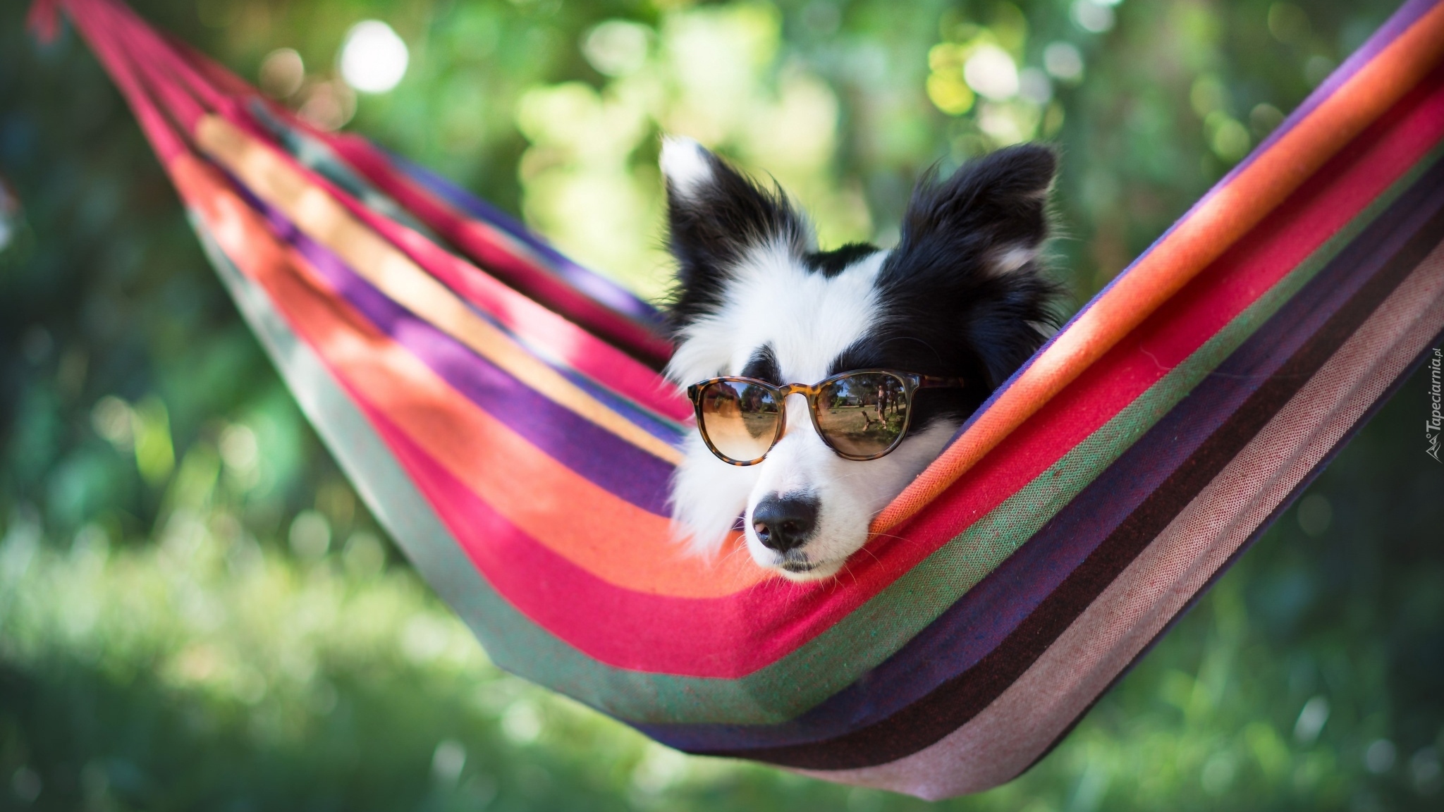 Border collie, Mordka, Okulary, Hamak