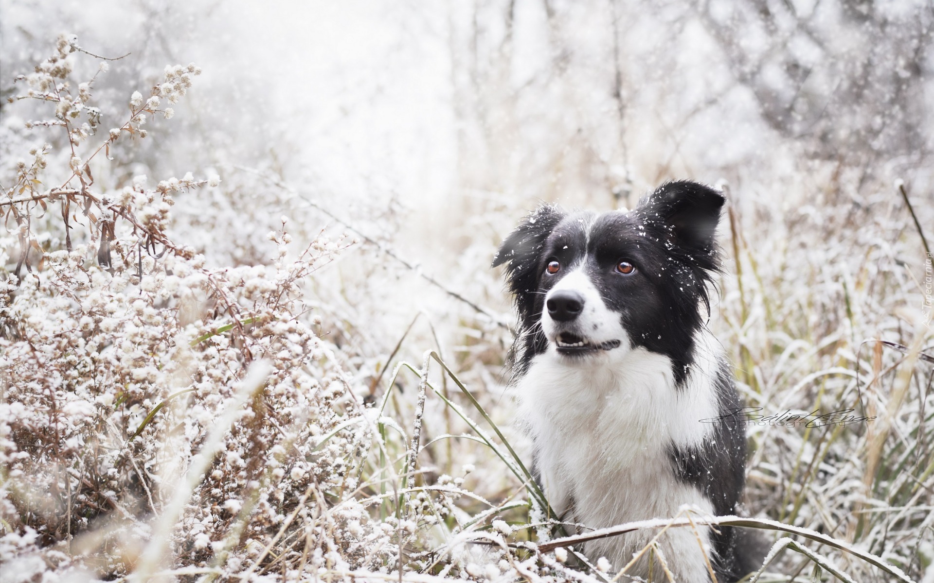 Border collie, Śnieg, Trawa