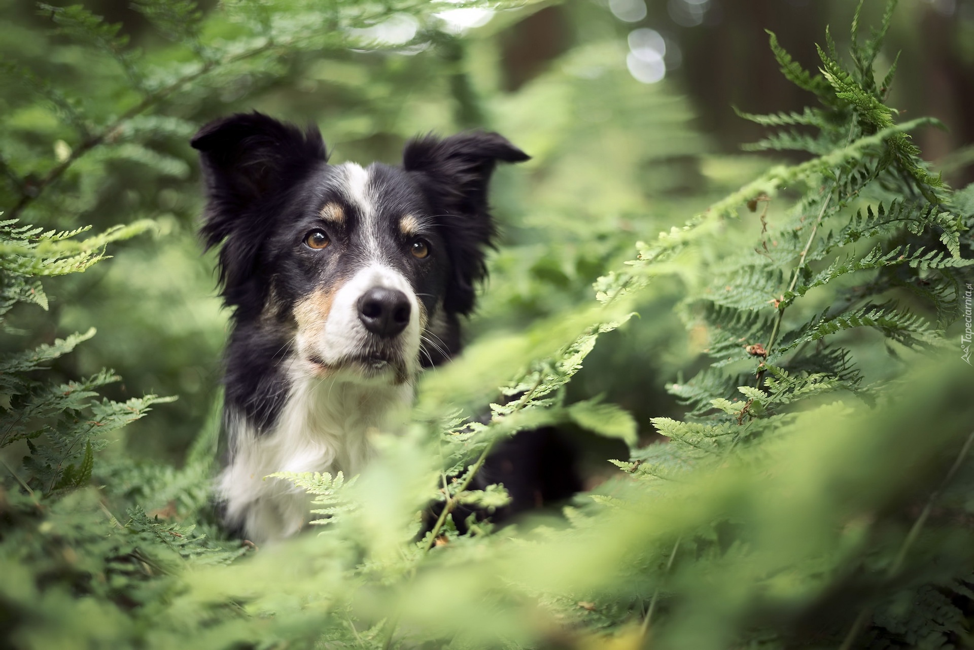 Pies, Border collie, Paprocie