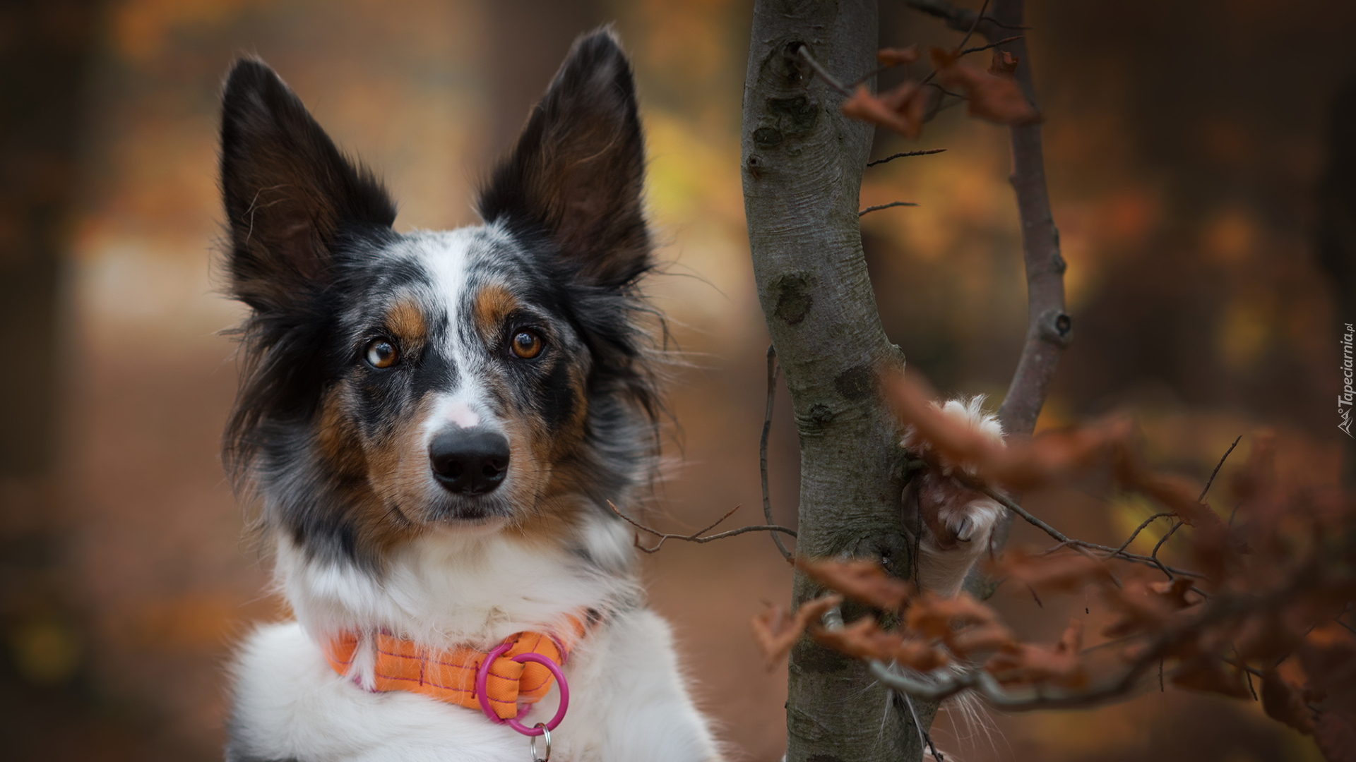 Border collie, Pomarańczowa, Obroża