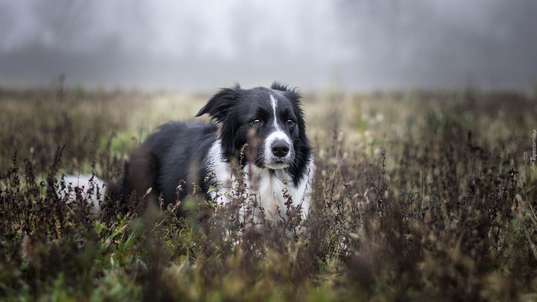 Pies, Border collie, Biało-czarny,  Rośliny