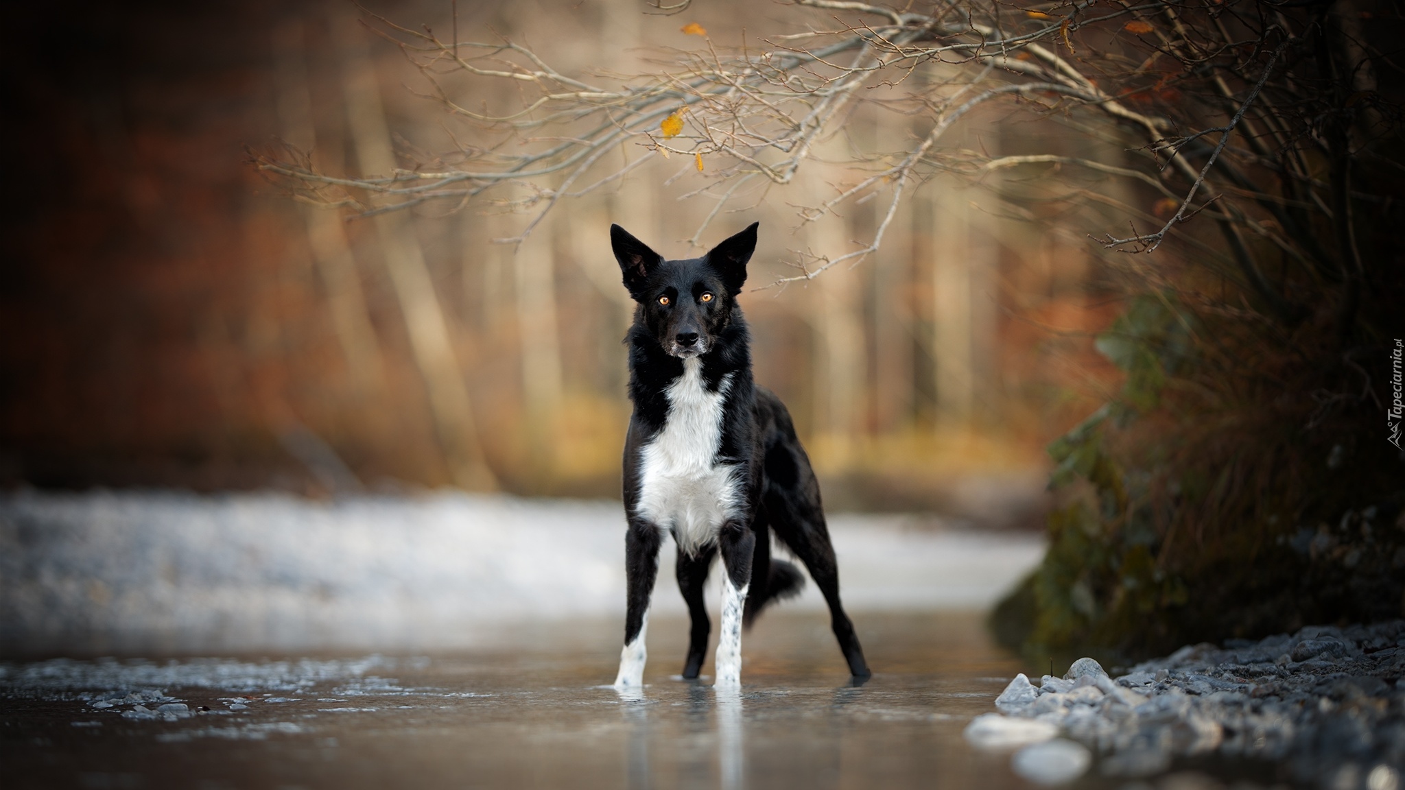 Pies, Border collie, Rzeka, Drzewa, Gałązki