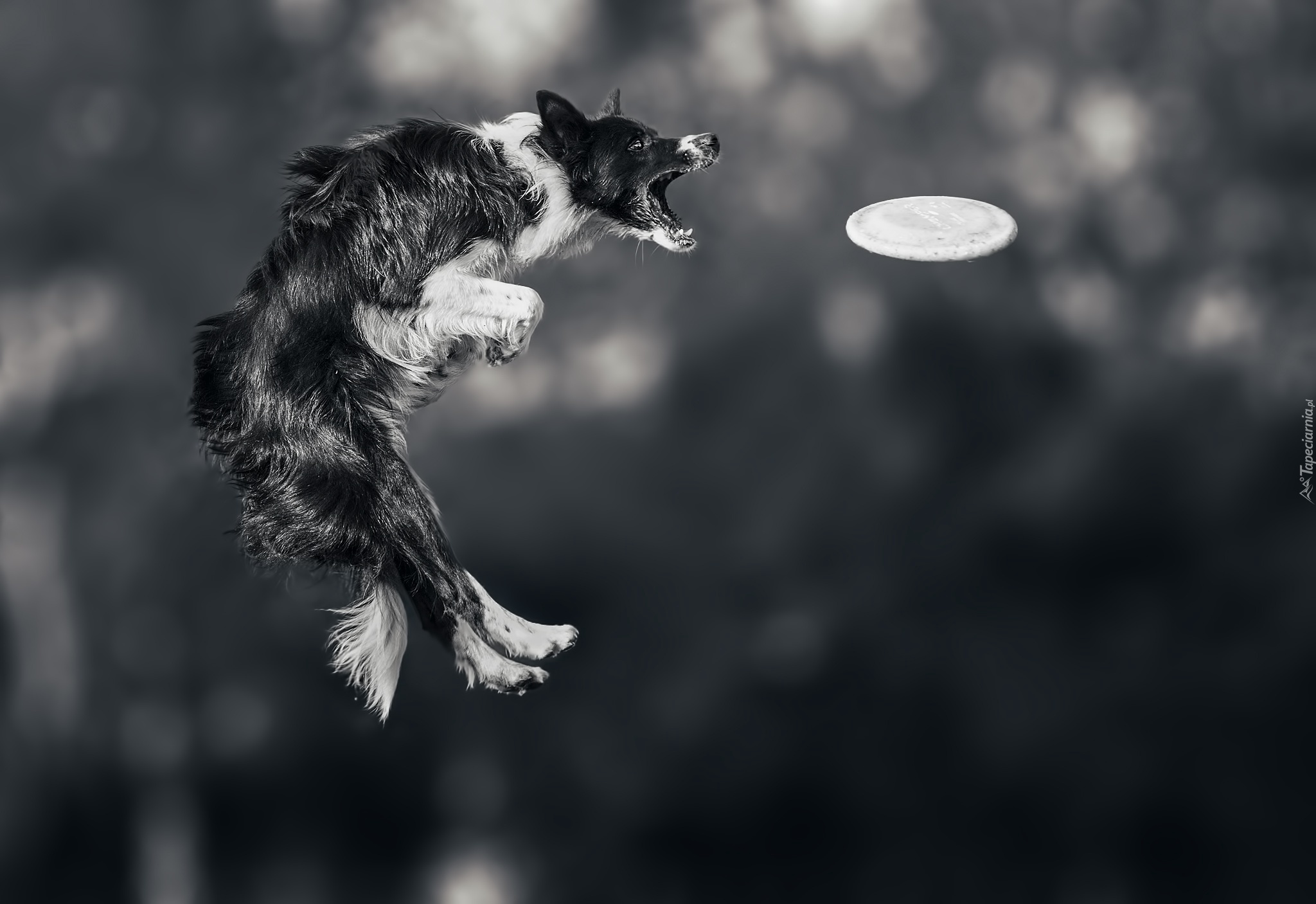 Border collie, Skok, Zawody, Sportowe, Frisbee