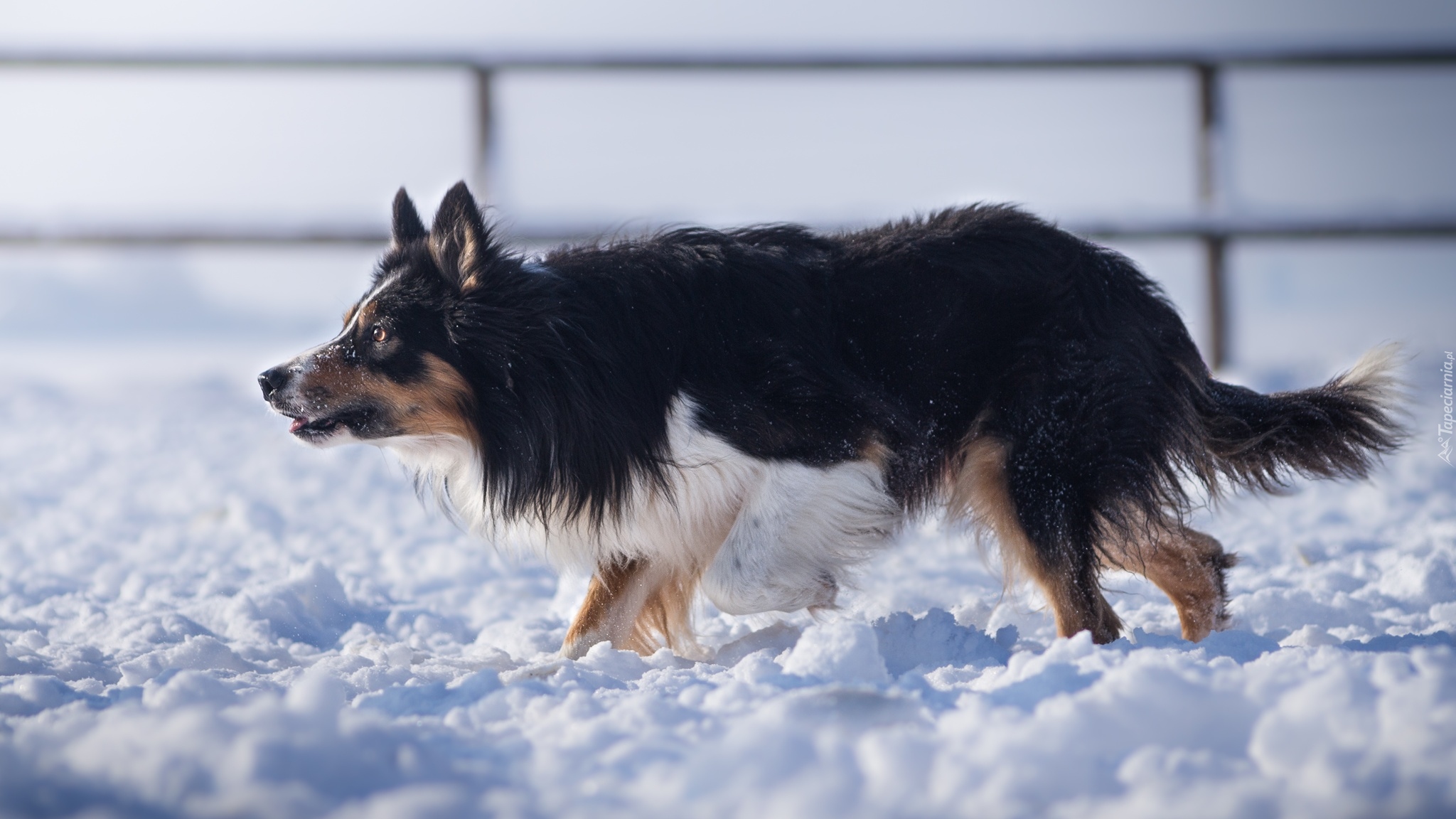 Pies, Border collie, Śnieg