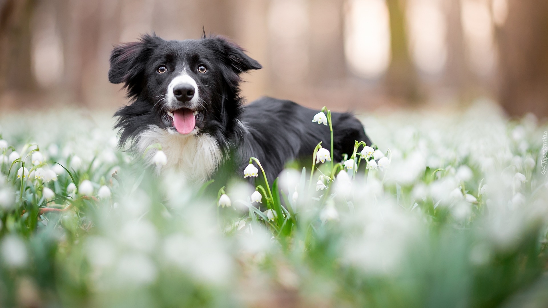 Pies, Border collie, Mordka, Łąka, Kwiaty, Śnieżyce