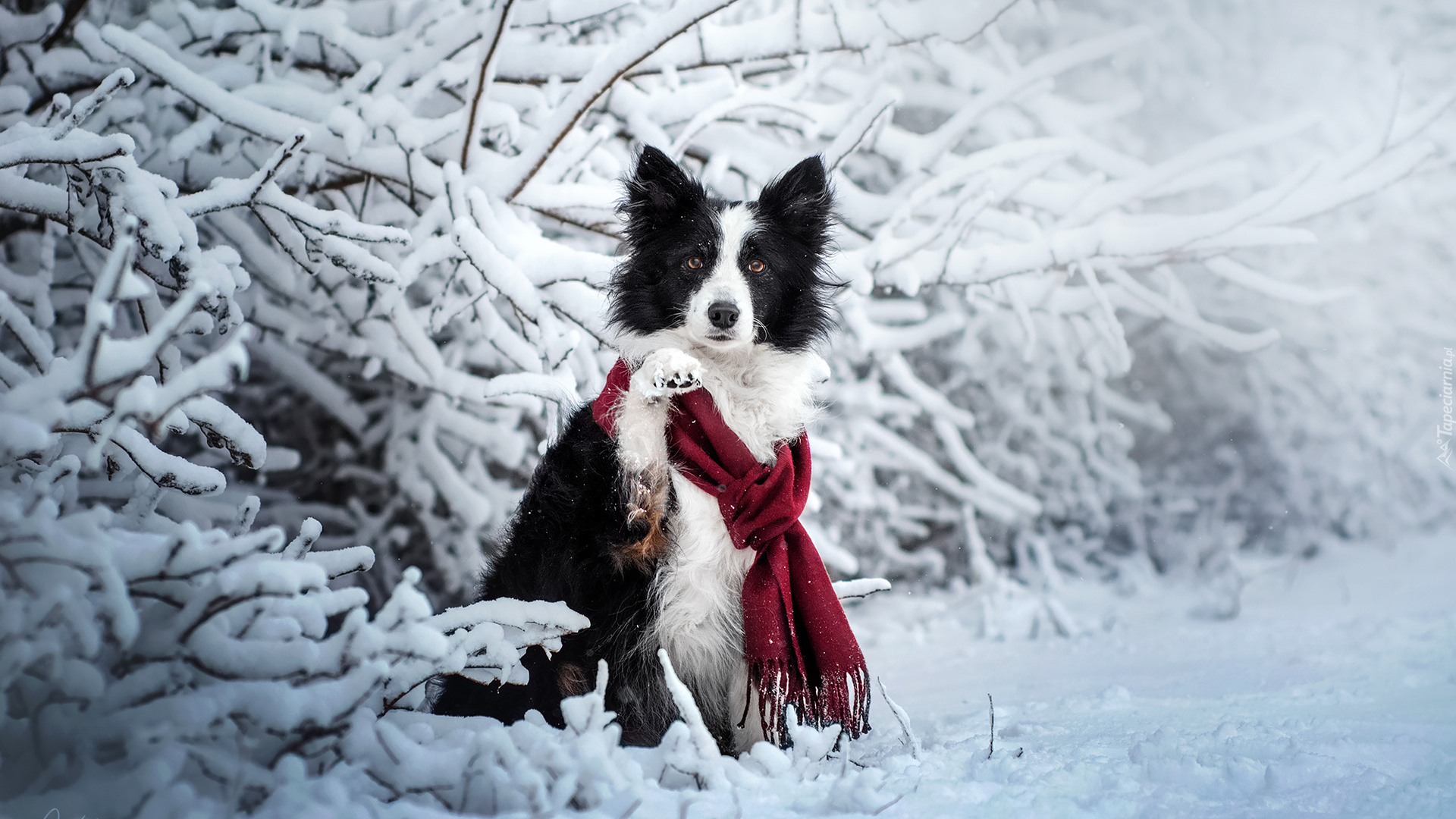 Biało-czarny, Pies, Border collie, Szalik, Ośnieżone, Gałązki, Zima