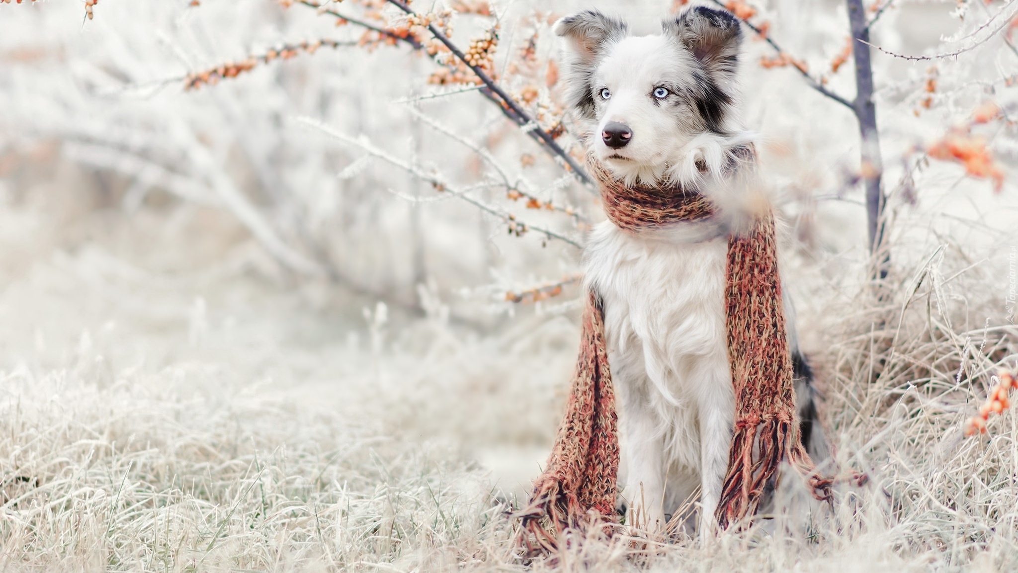 Pies, Border collie, Szalik, Szadź, Trawa, Rośliny