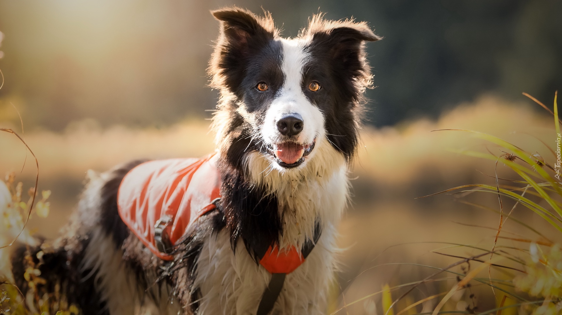 Border collie, Łąka, Trawa, Szelki, Okrycie