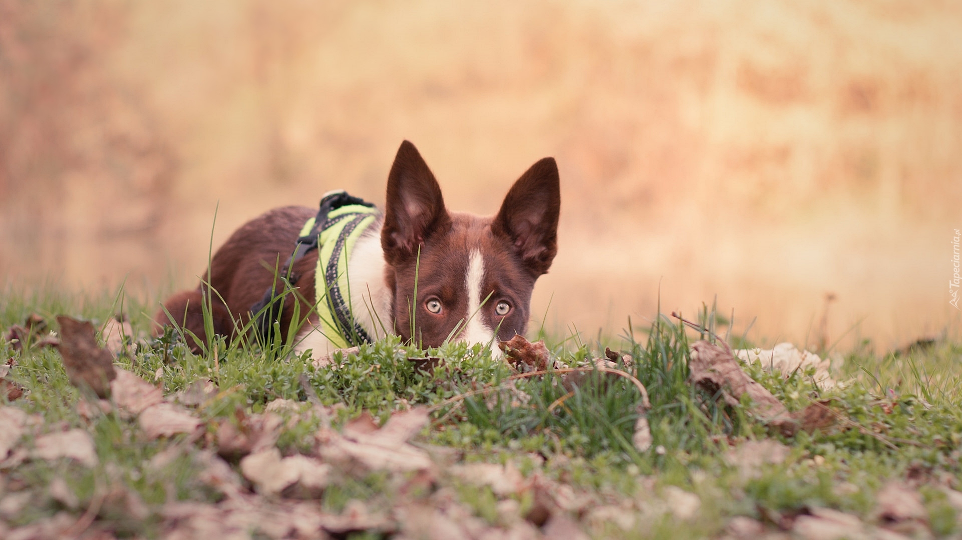 Pies, Border collie, Łąka, Trawa, Liście