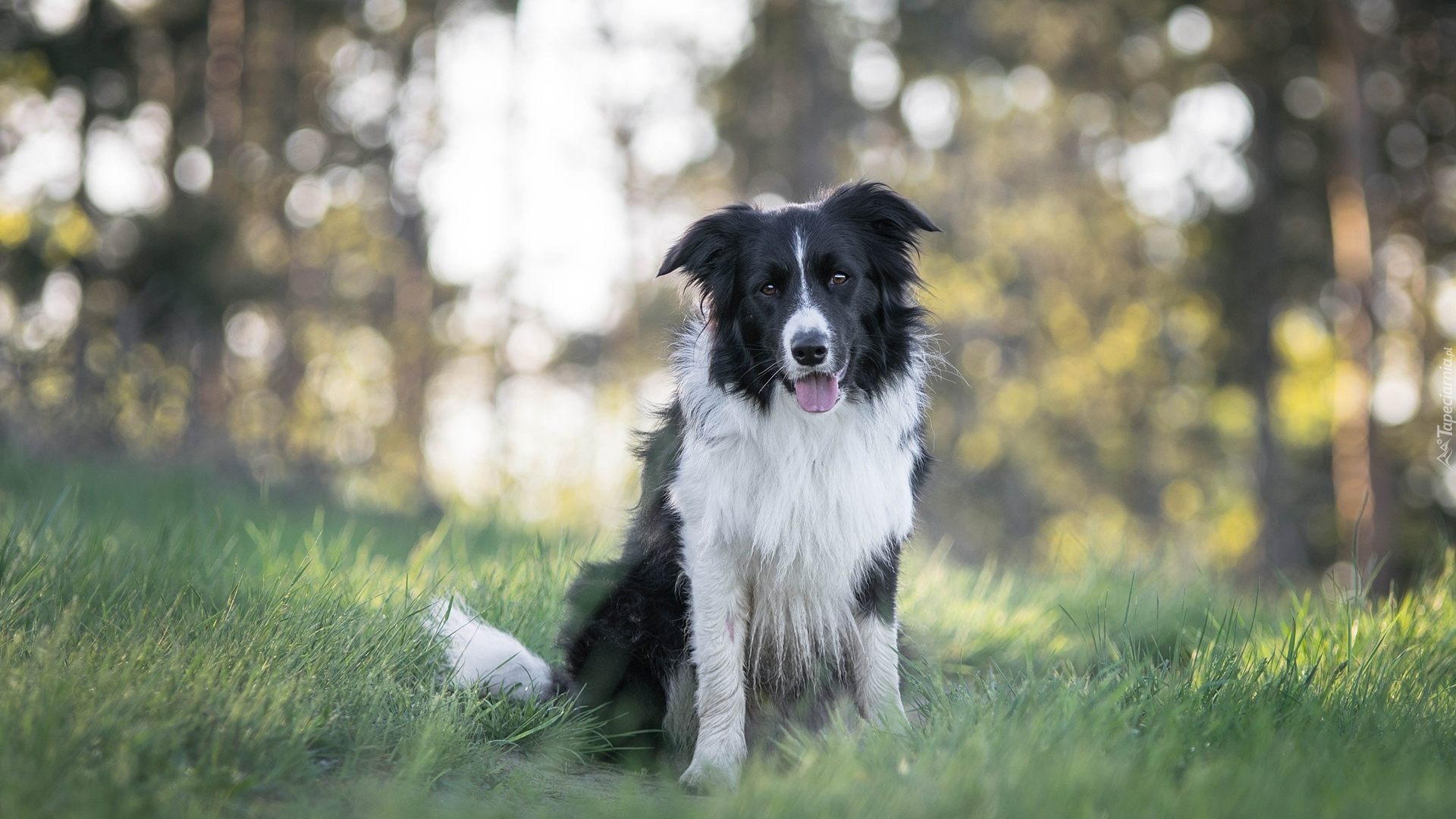 Pies, Border collie, Trawa, Bokeh