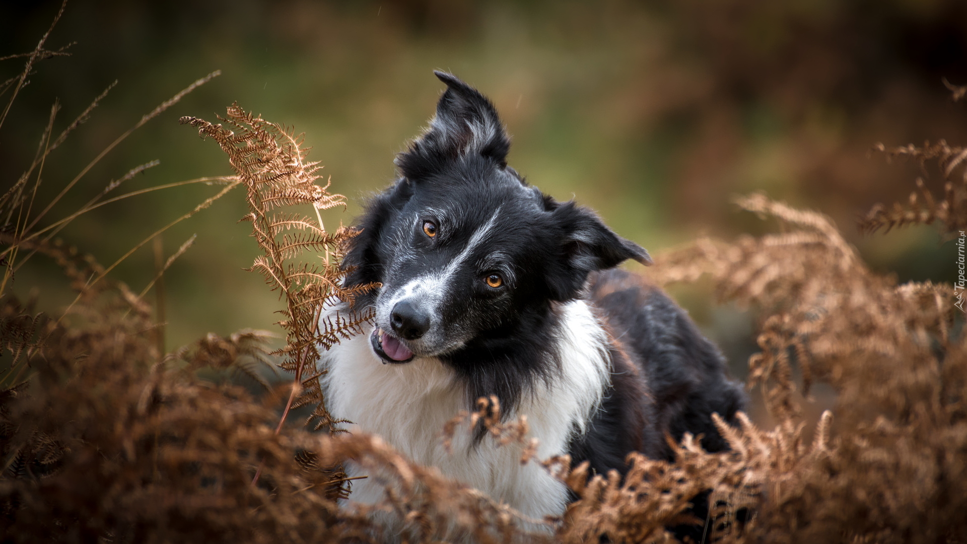 Biało-czarny, Pies, Border collie, Uschnięte, Paprocie