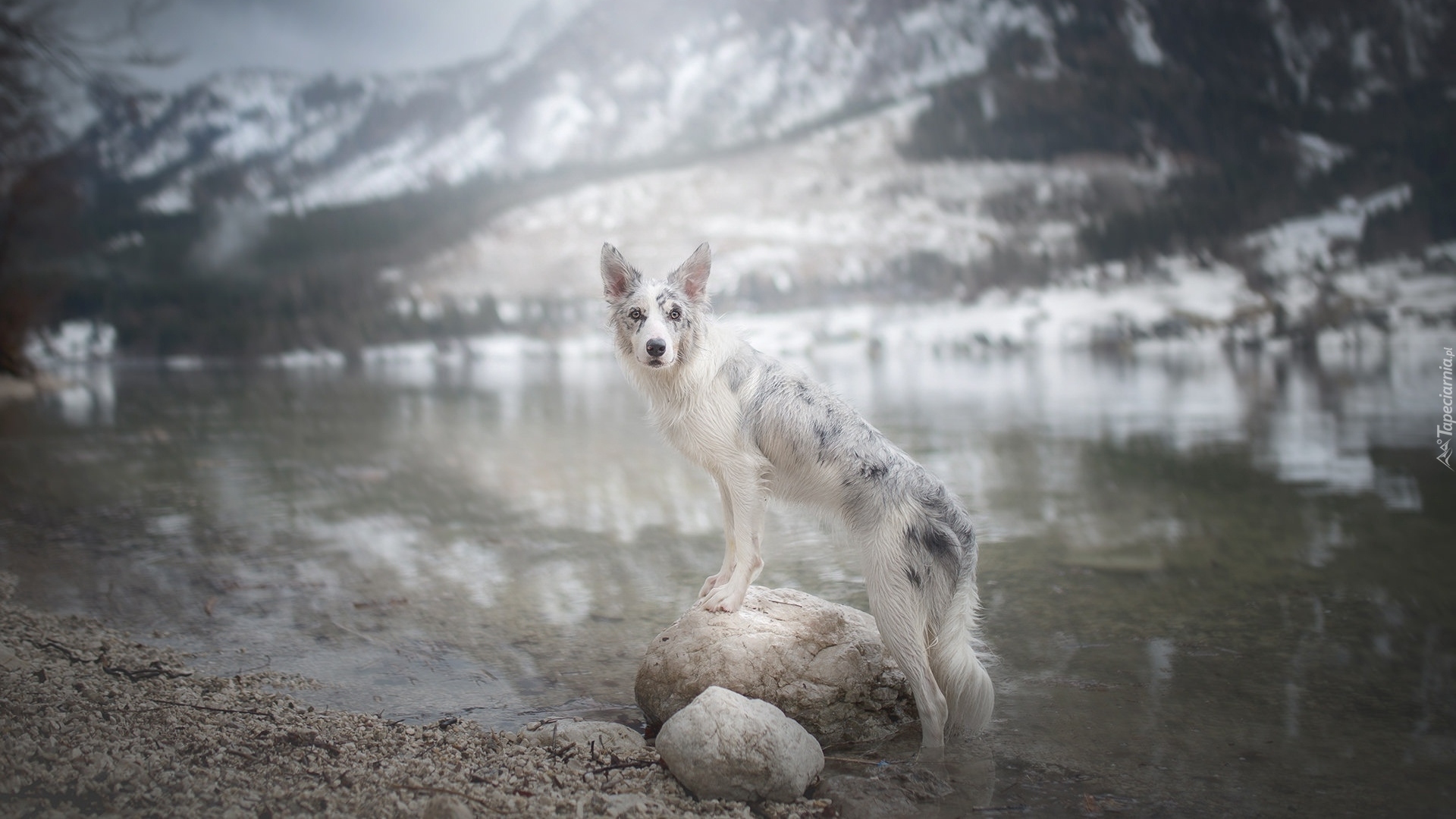 Pies, Border collie, Woda, Kamienie