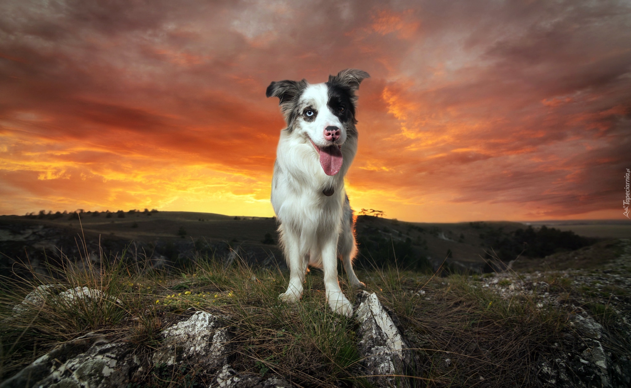Pies, Border Collie, Zachód słońca, Wzgórze, Trawa