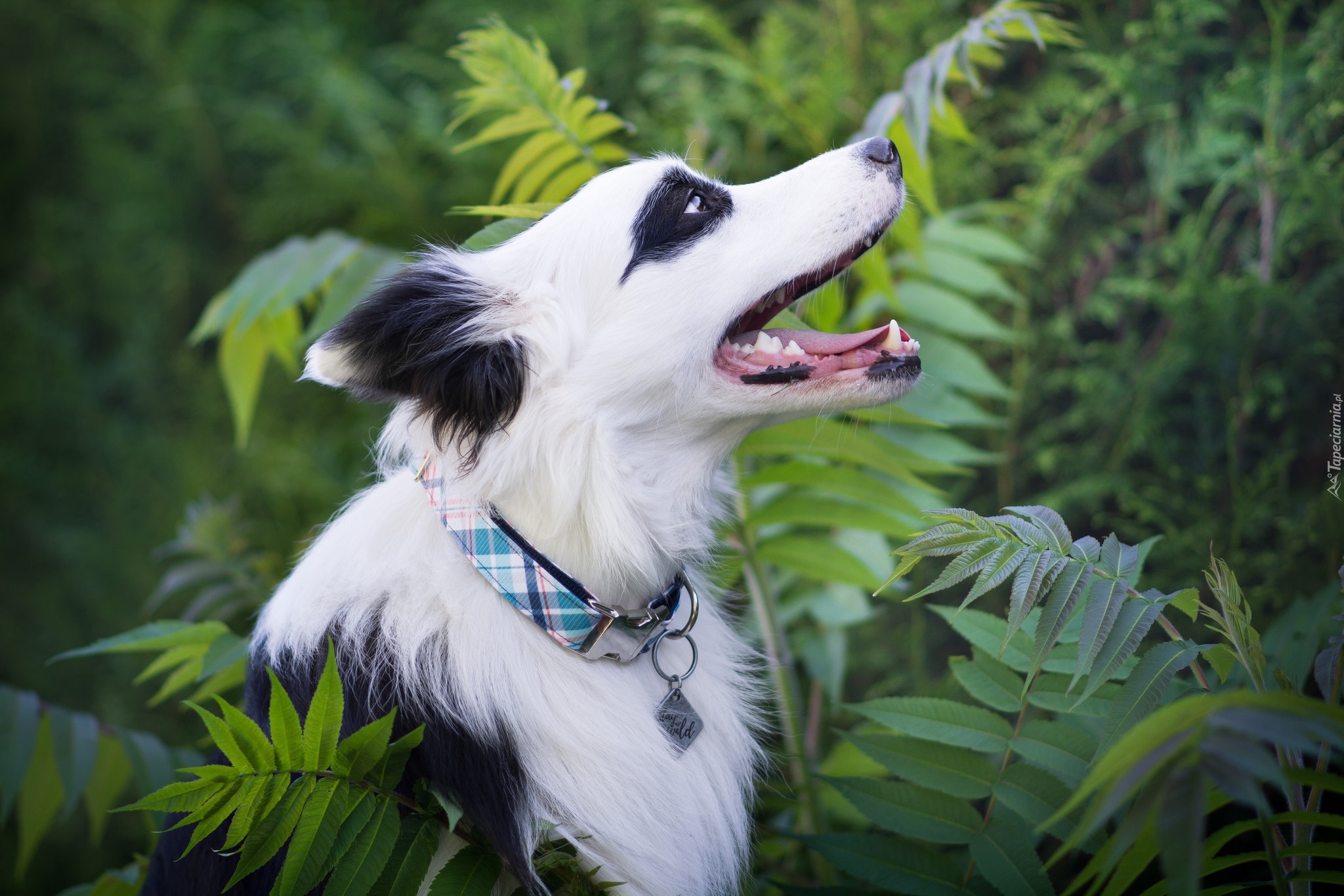 Pies, Border collie, Zarośla