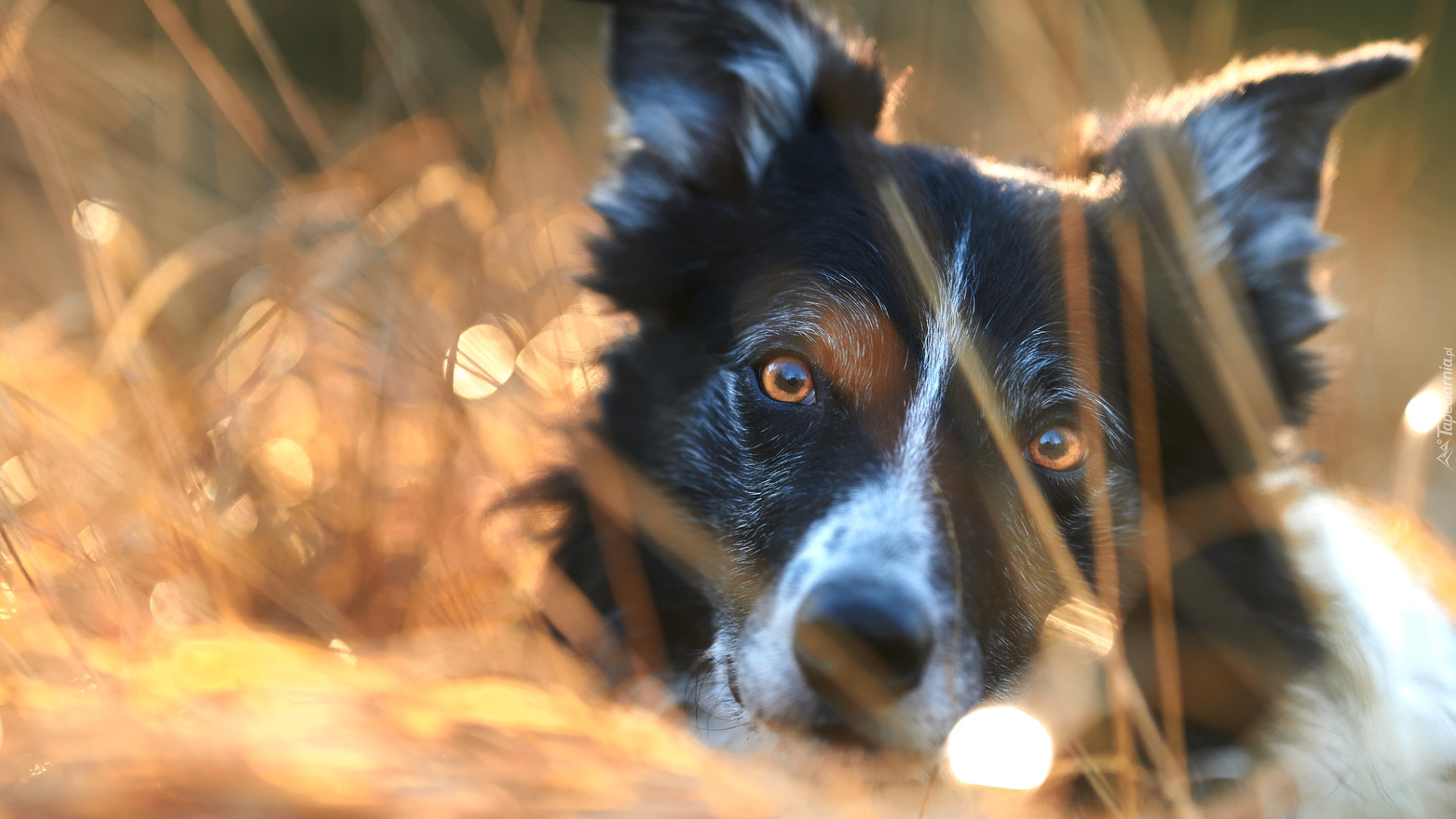 Pies, Głowa, Border collie, Zbliżenie