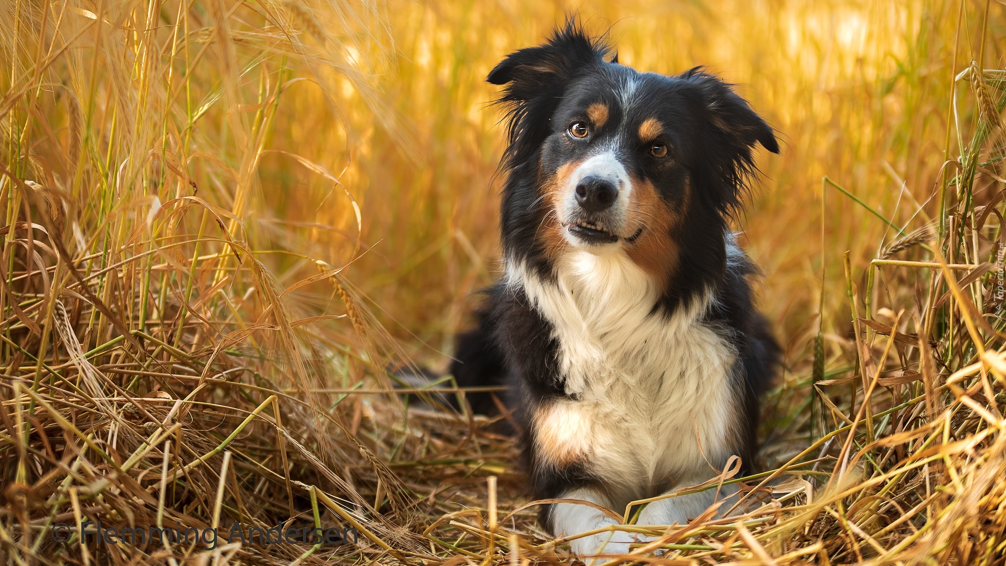 Pies, Border collie, Zboże