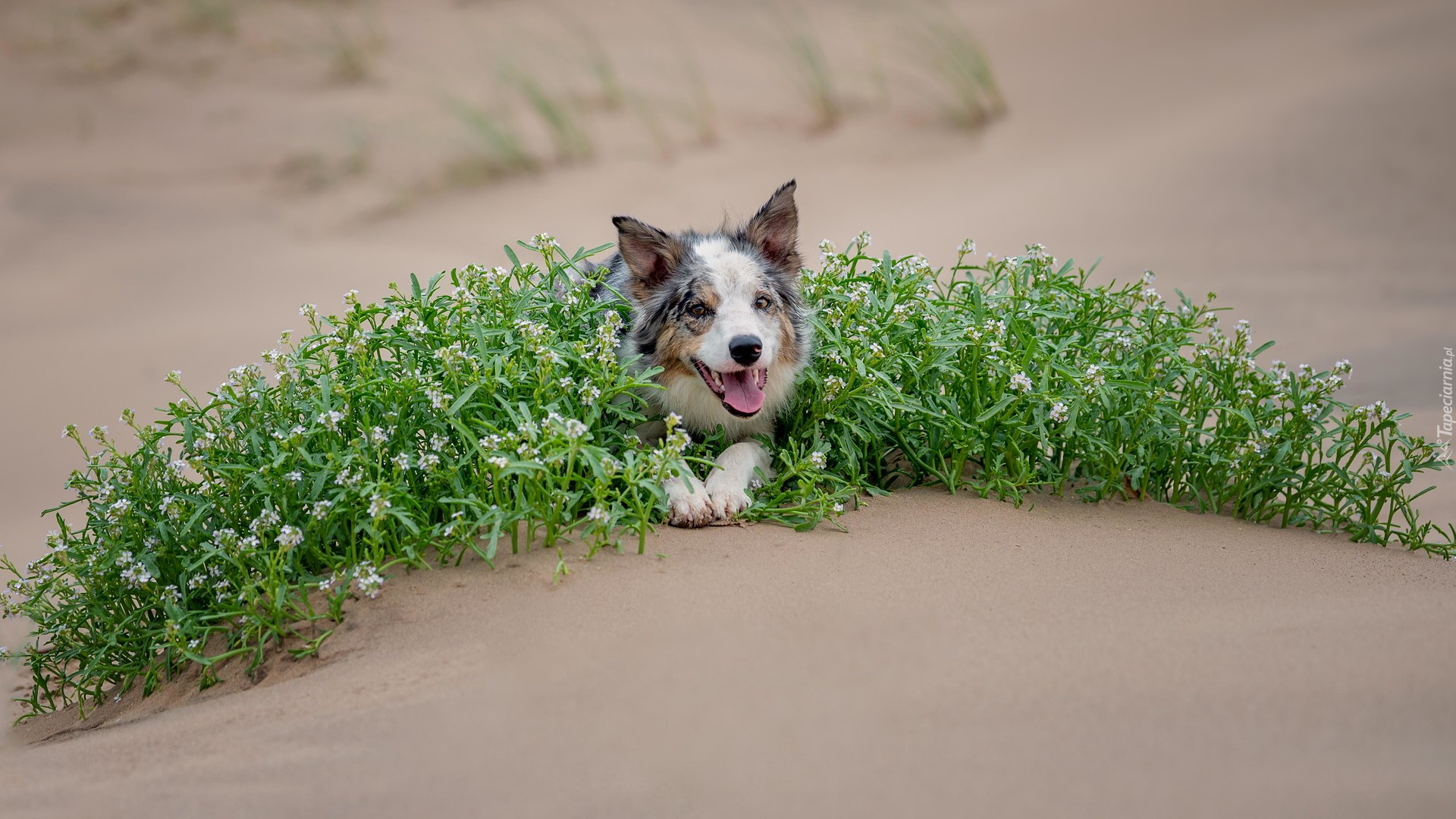 Pies, Border collie, Piasek, Zielone, Rośliny