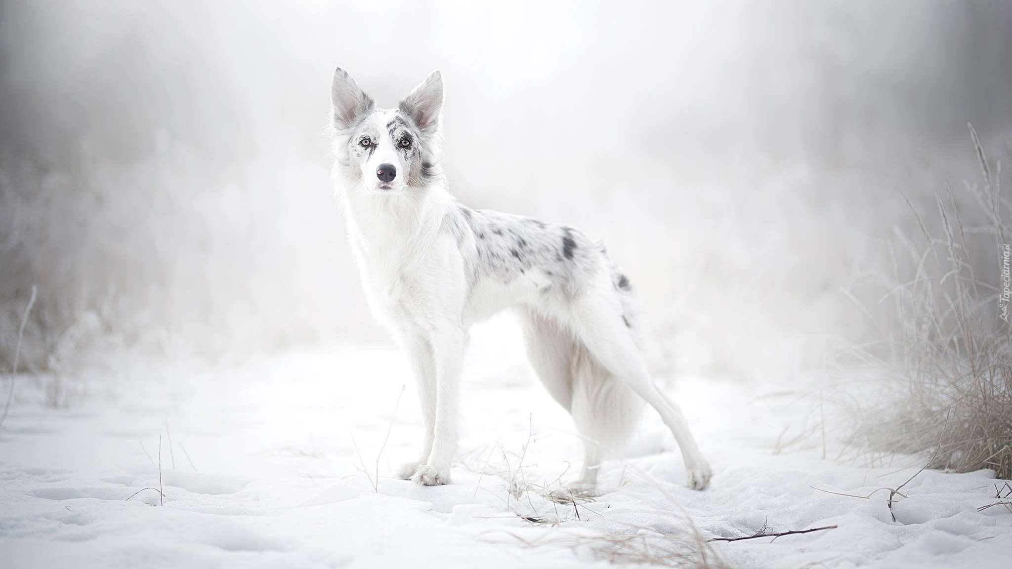 Border collie, Zima