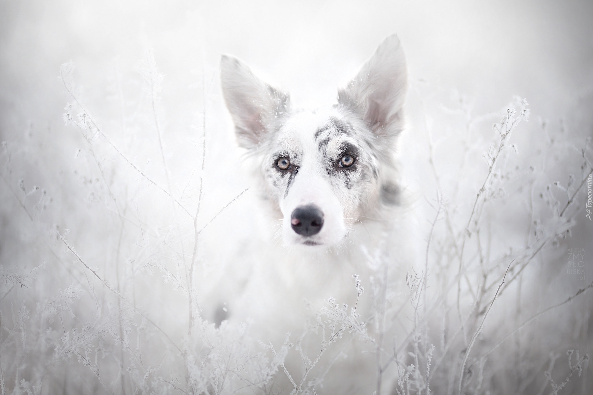 Border collie, Szadź, Rośliny, Trawy