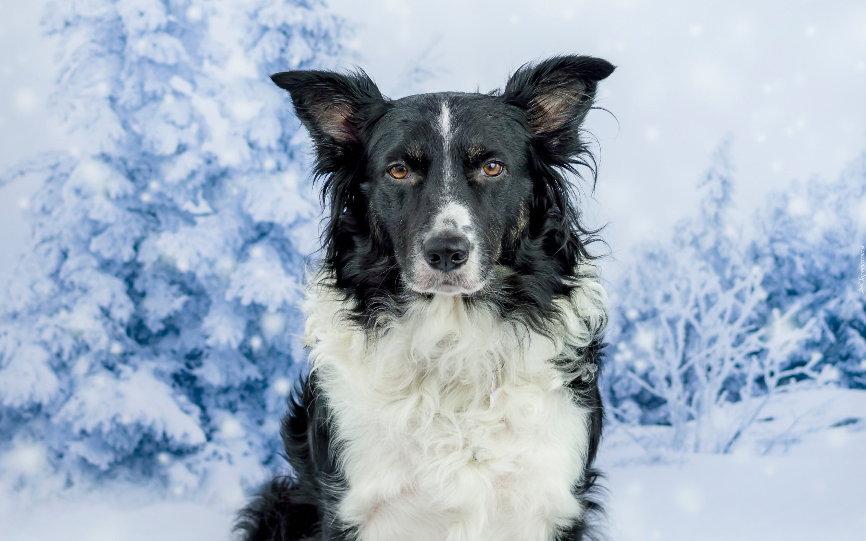 Border collie, Drzewa, Zima