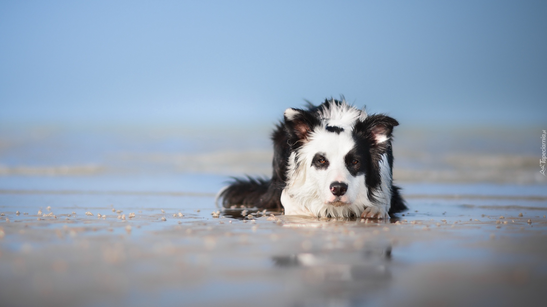 Border collie, Warowanie, Plaża