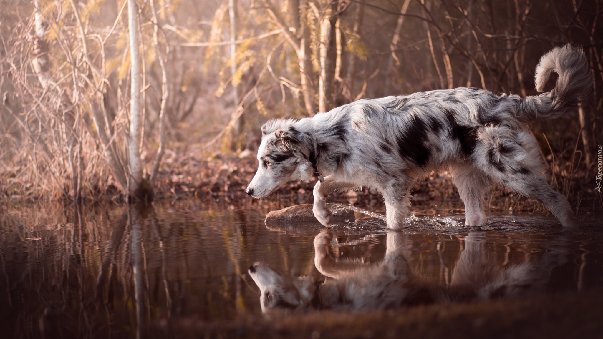 Pies, Border collie, Woda, Krzewy