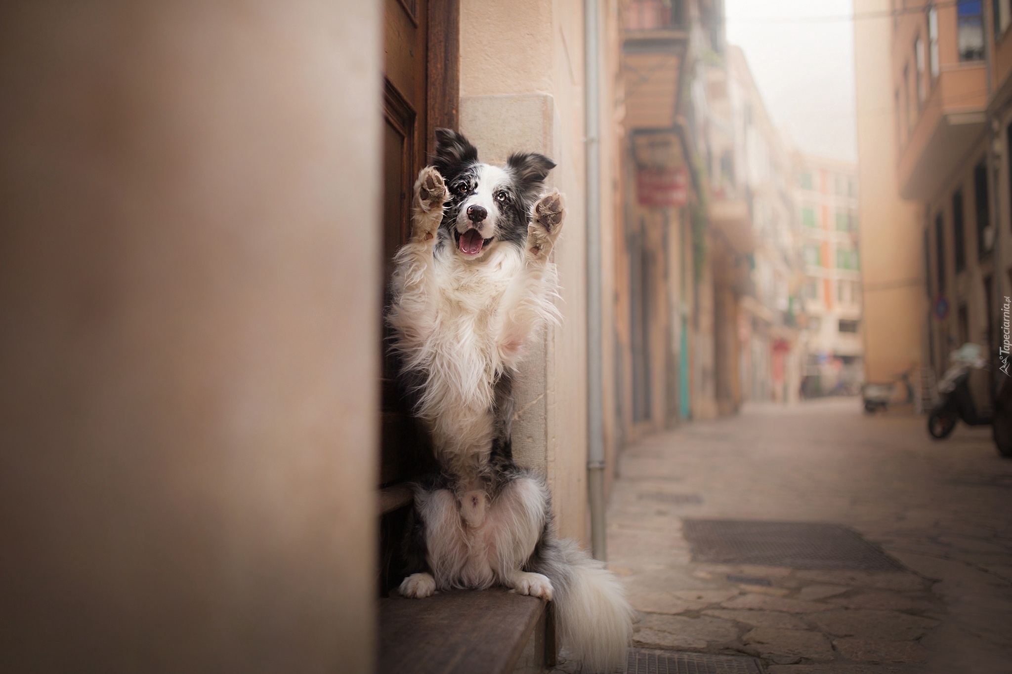 Pies, Border collie, Postawa, Uliczka, Kamienice