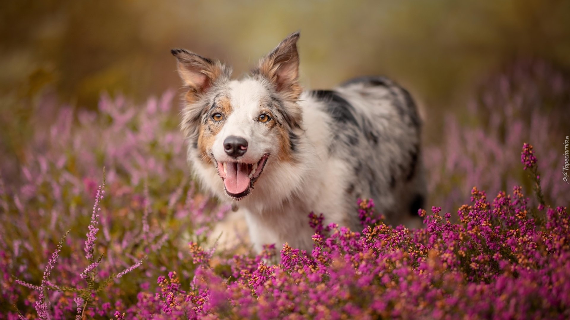Pies, Border collie, Kwiaty, Wrzośce