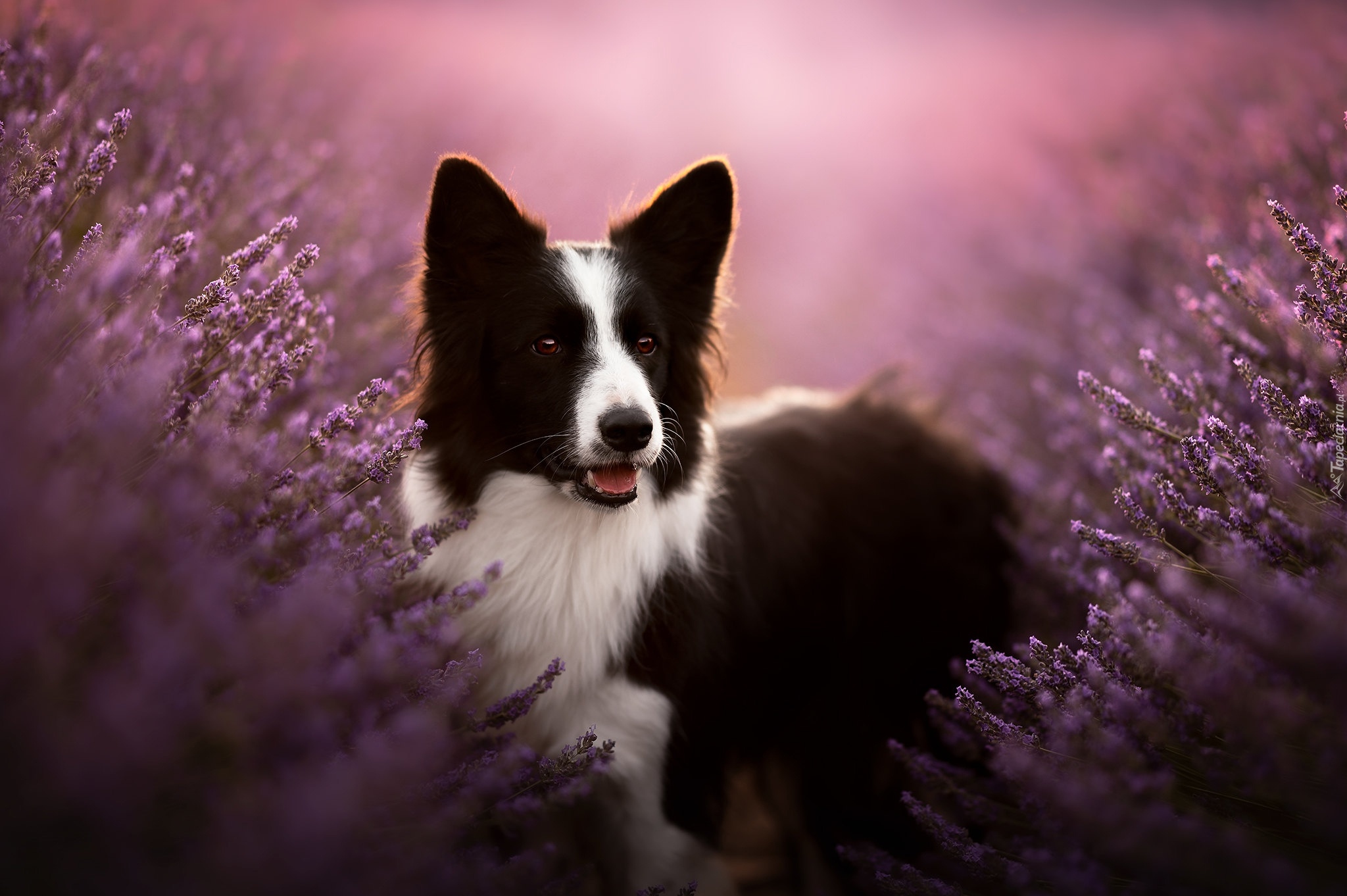 Czarno-biały, Pies, Border collie, Wrzosy