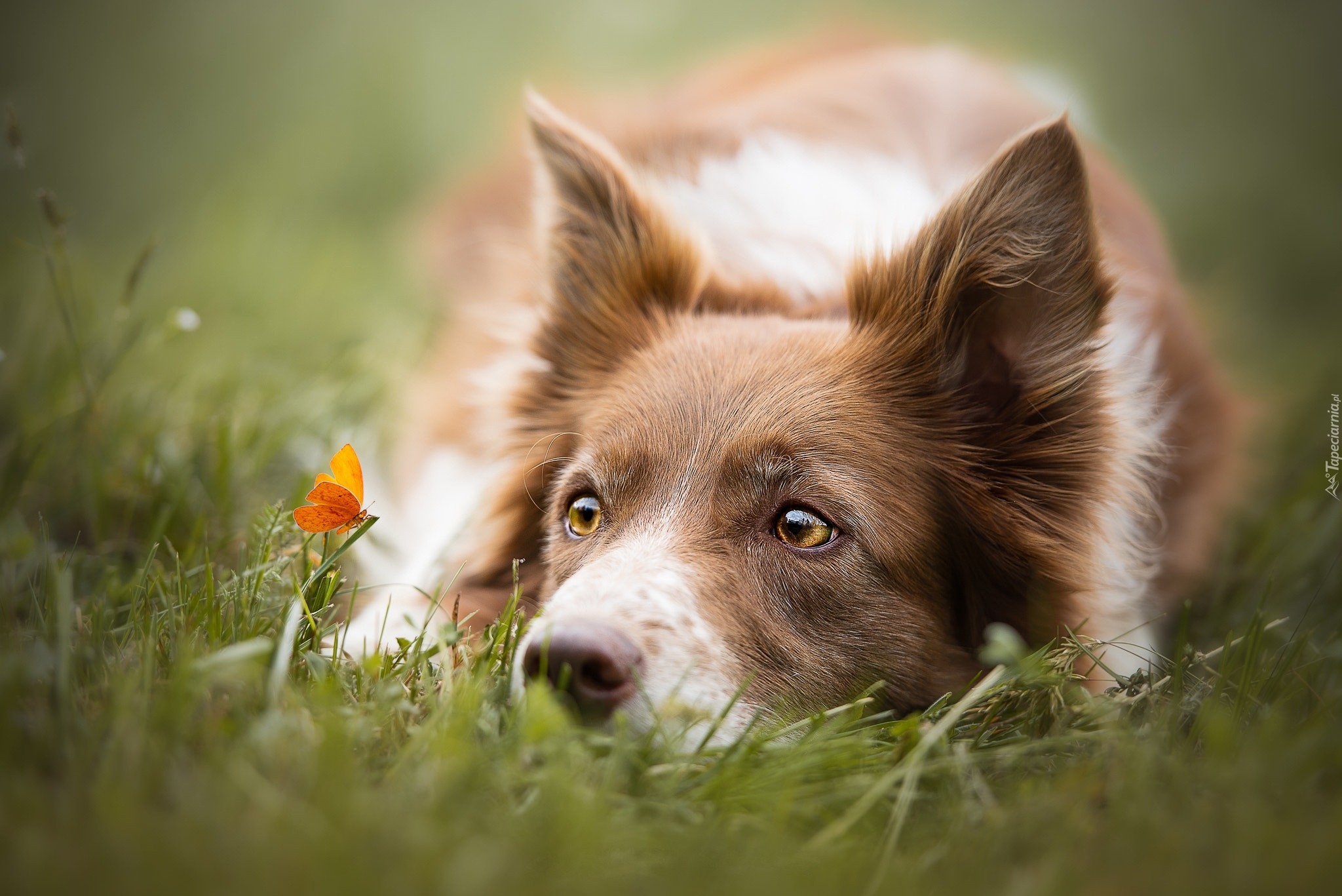 Border collie, Trawa, Pomarańczowy, Motylek