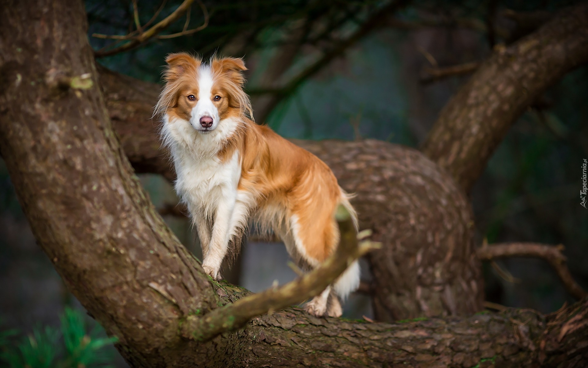 Border collie, Drzewo