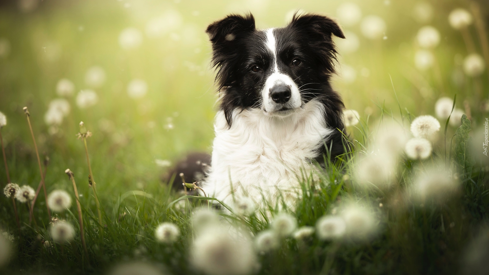 Pies, Border collie, Łąka, Dmuchawce, Rozmycie