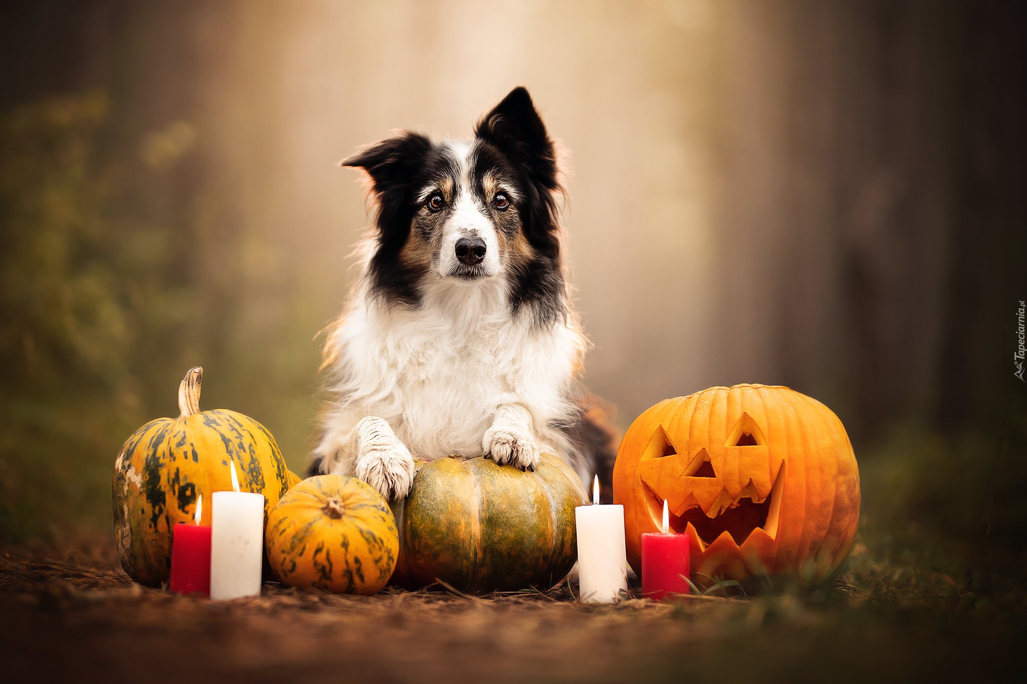 Pies, Border collie, Dynie, Świeczki, Ogień, Halloween, Rozmycie