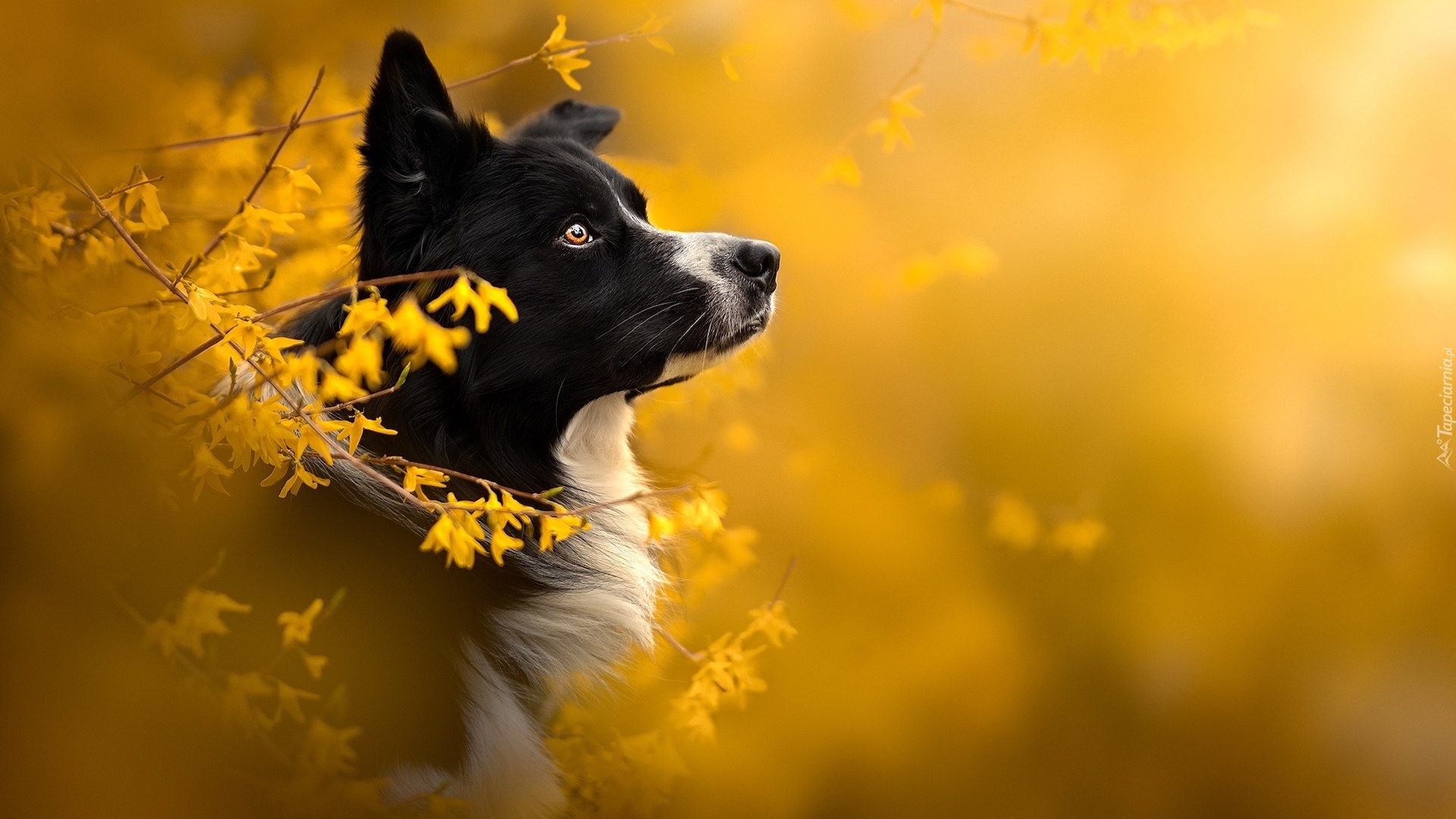 Pies, Border collie, Kwiaty, Forsycje, Rozmycie