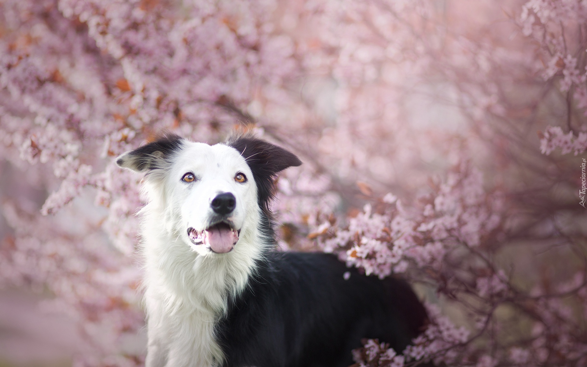 Border collie, Drzewa, Gałązki, Kwiaty