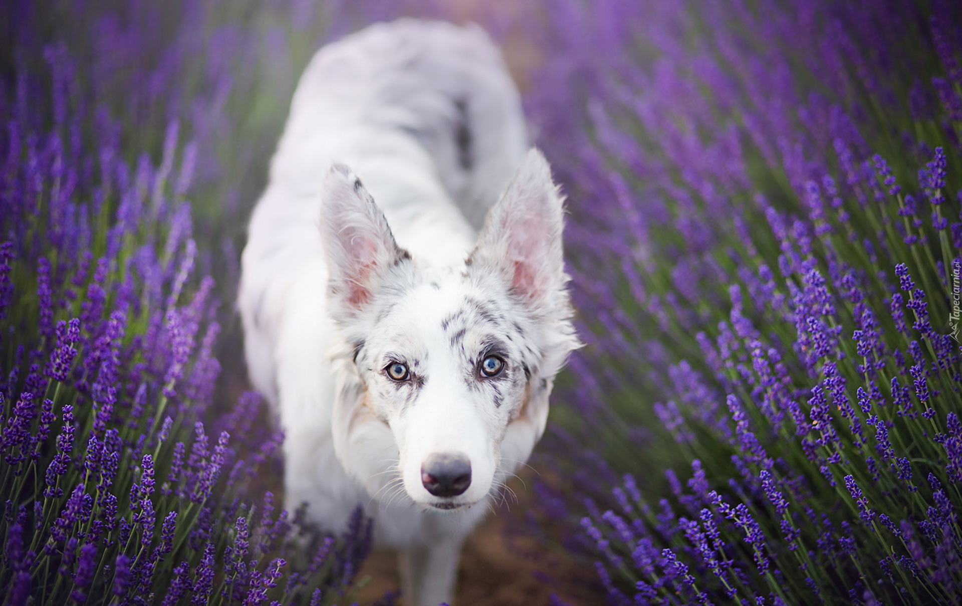 Border collie, Lawenda