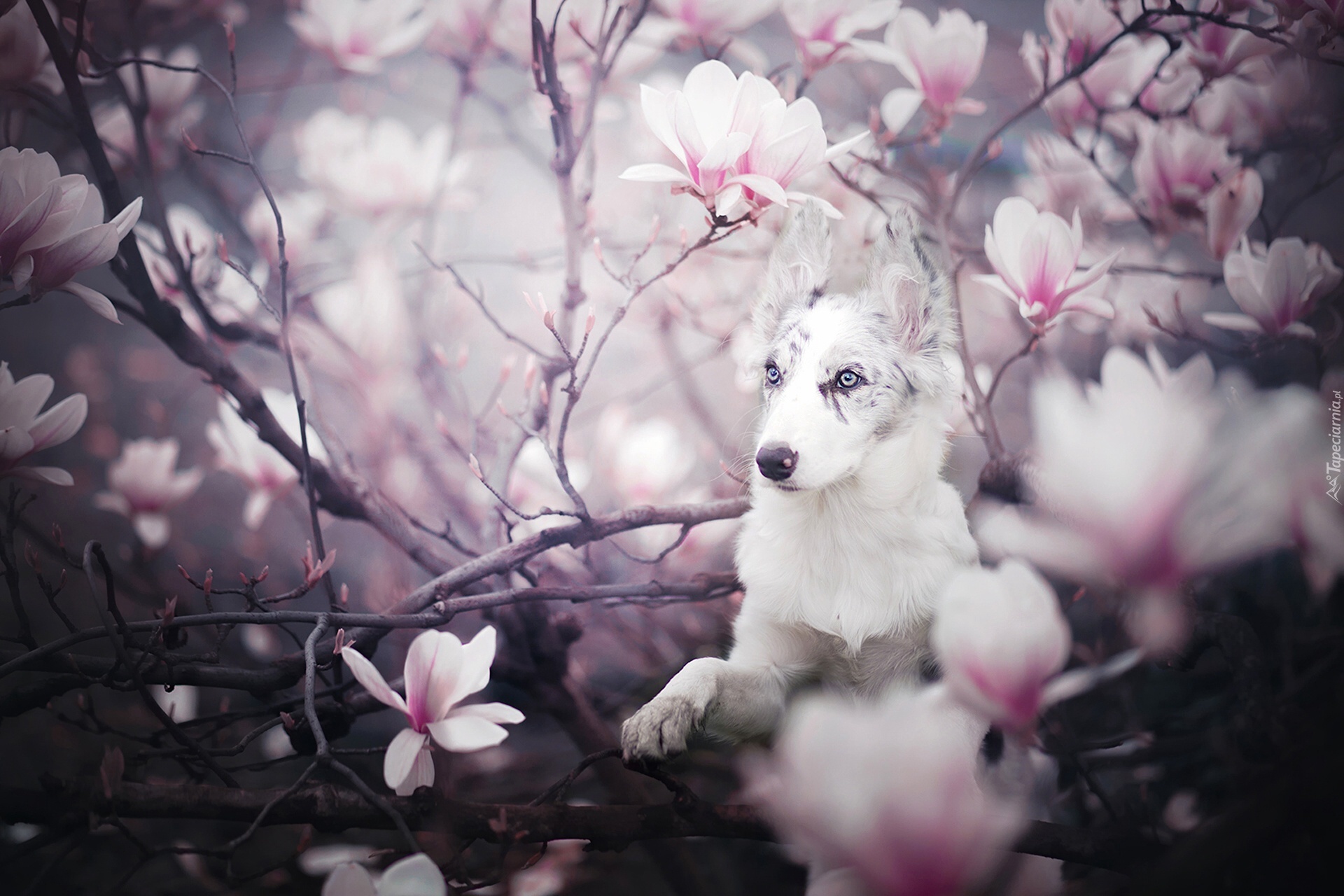 Border collie, Magnolia