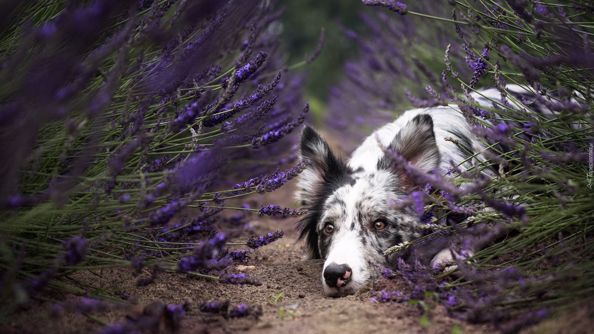 Leżący, Pies, Border collie, Mordka, Lawenda