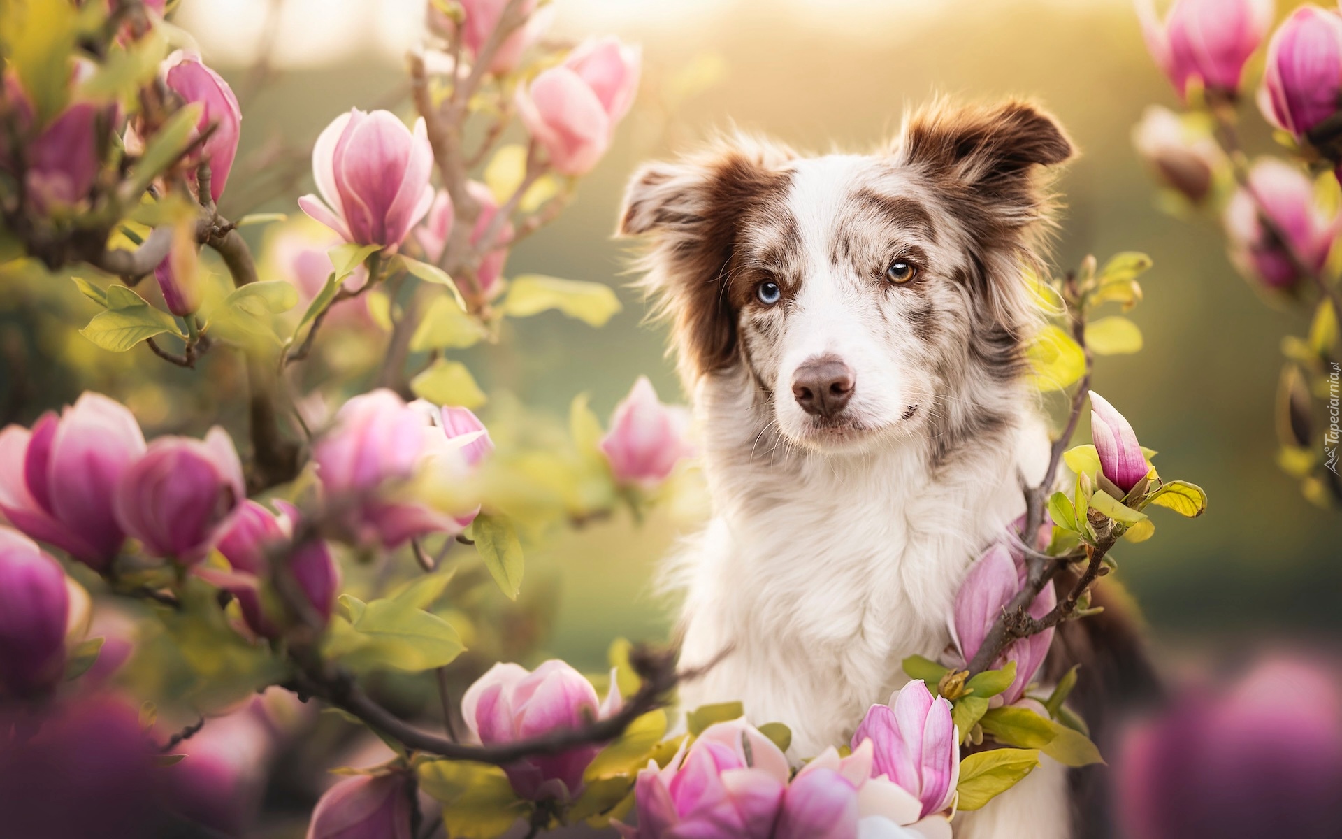 Pies, Border collie, Magnolie