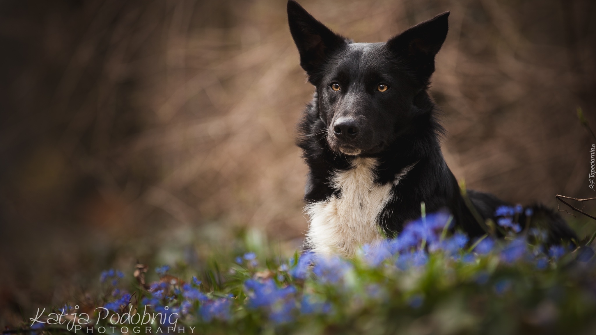 Pies, Border collie, Kwiaty, Rozmyte, Tło