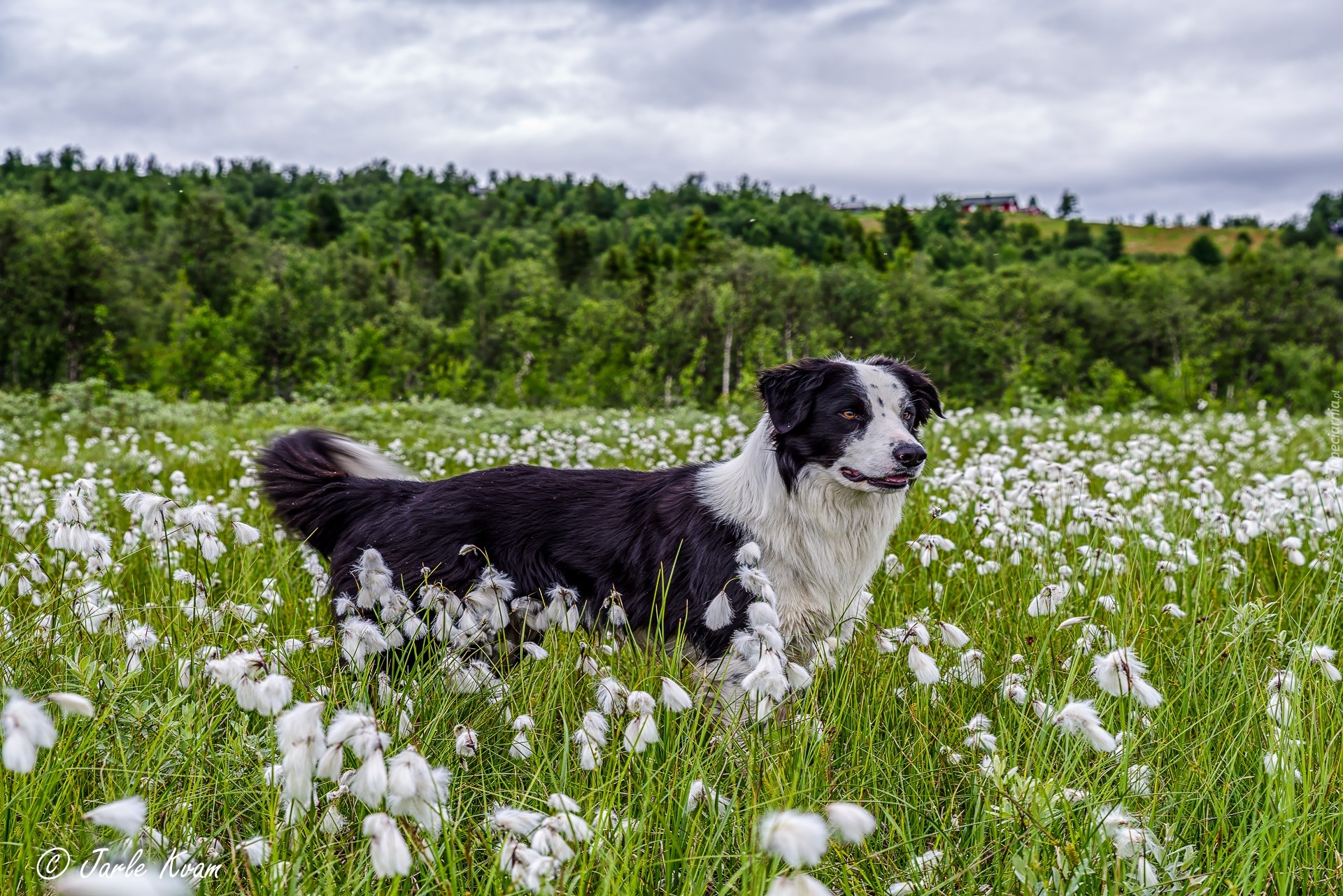 Pies, Bordier collie, Łąka, Trawa, Rośliny, Drzewa