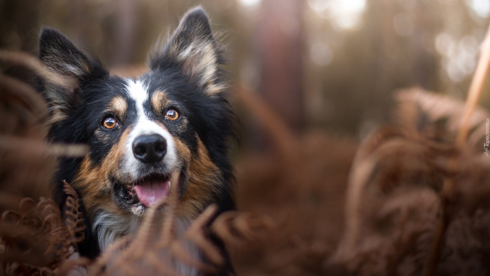 Pies, Border collie, Rośliny, Rozmyte tło