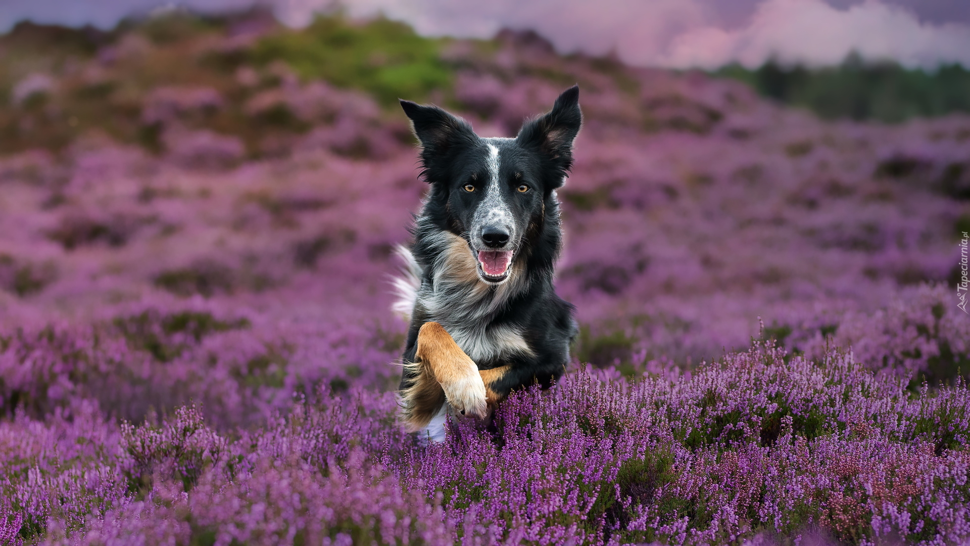 Pies, Border collie, Wrzosy, Wrzosowisko