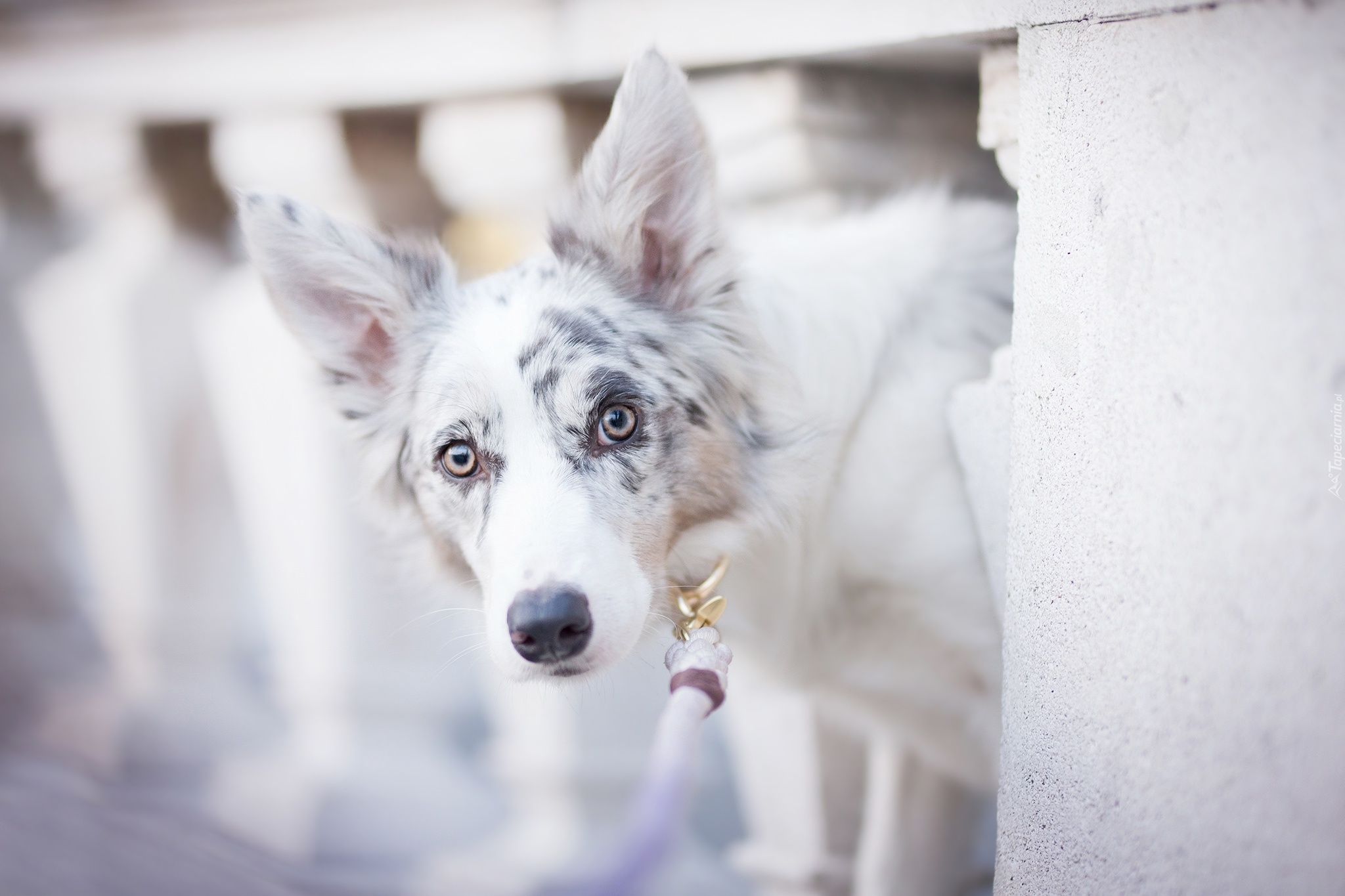 Pies, Border collie, Mordka, Balustrada