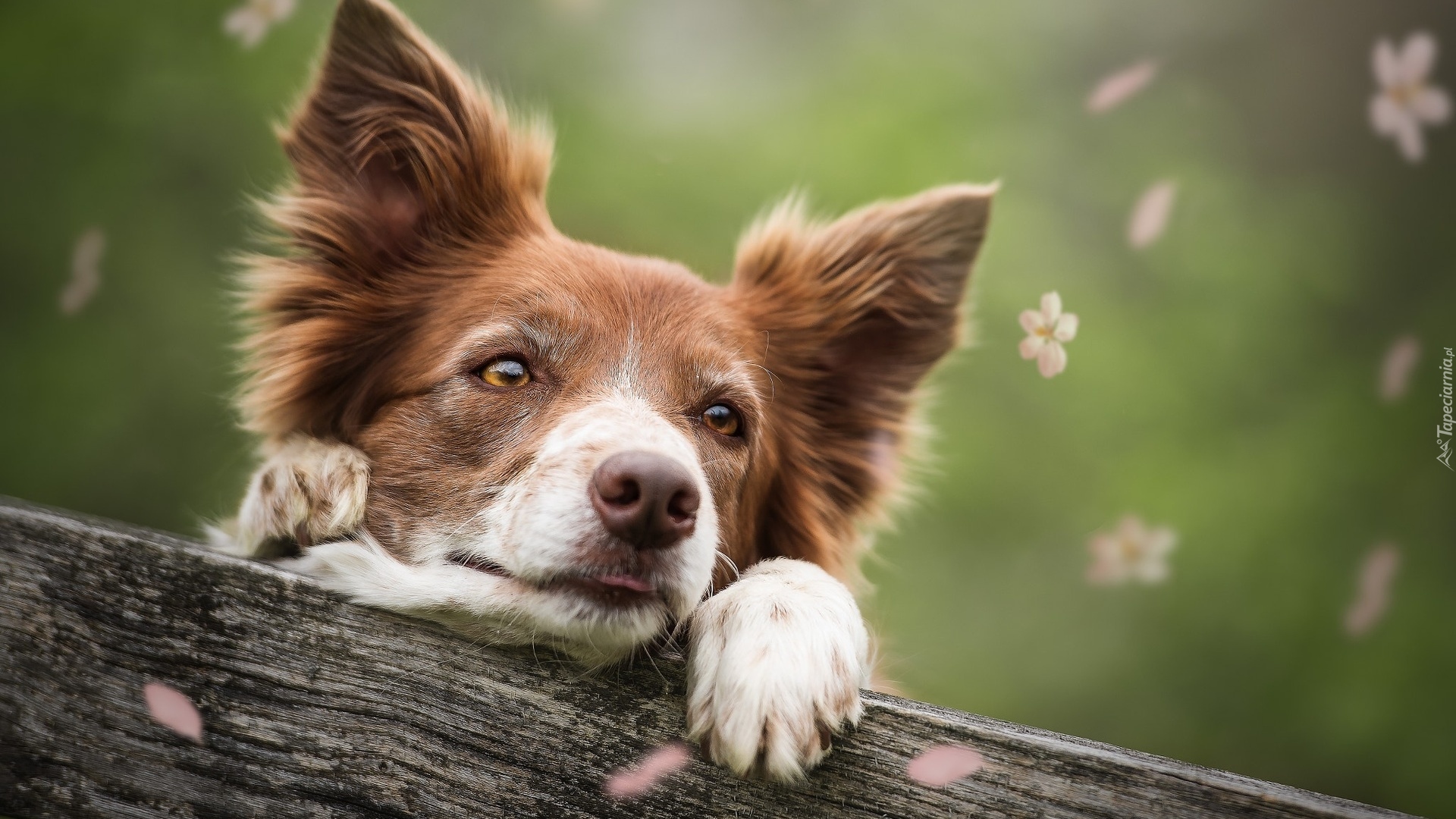 Pies, Border collie, Drewniana, Deska, Kwiatki, Płatki, Rozmyte, Tło