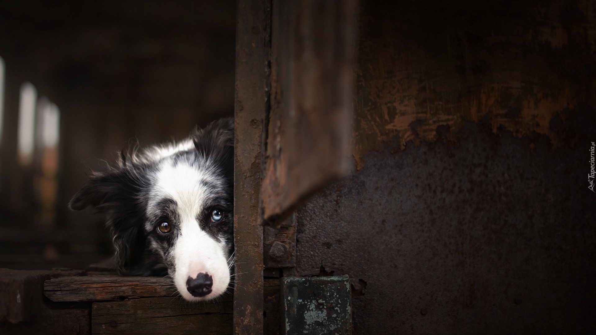 Szopa, Border collie, Pyszczek